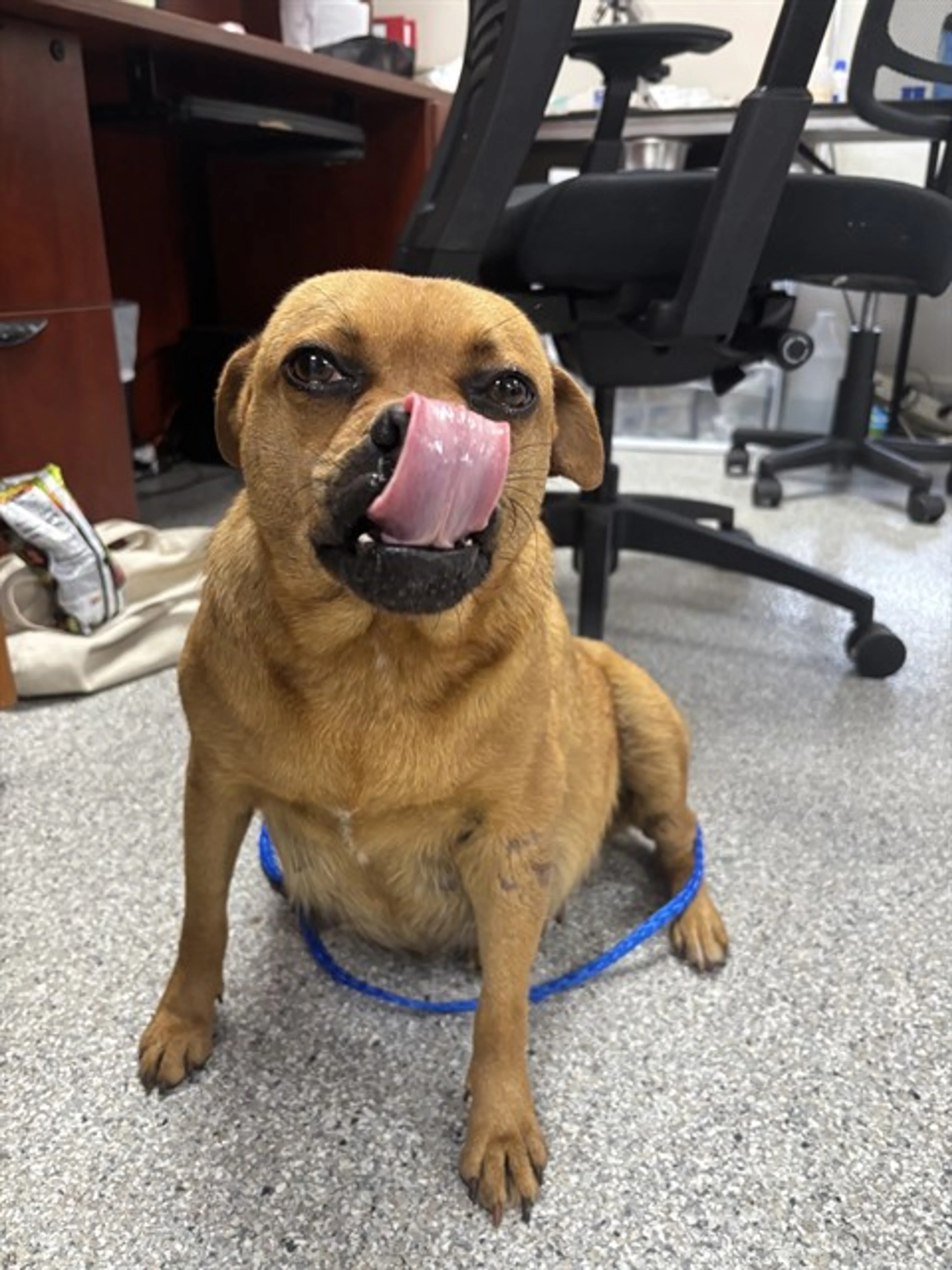 Found pet