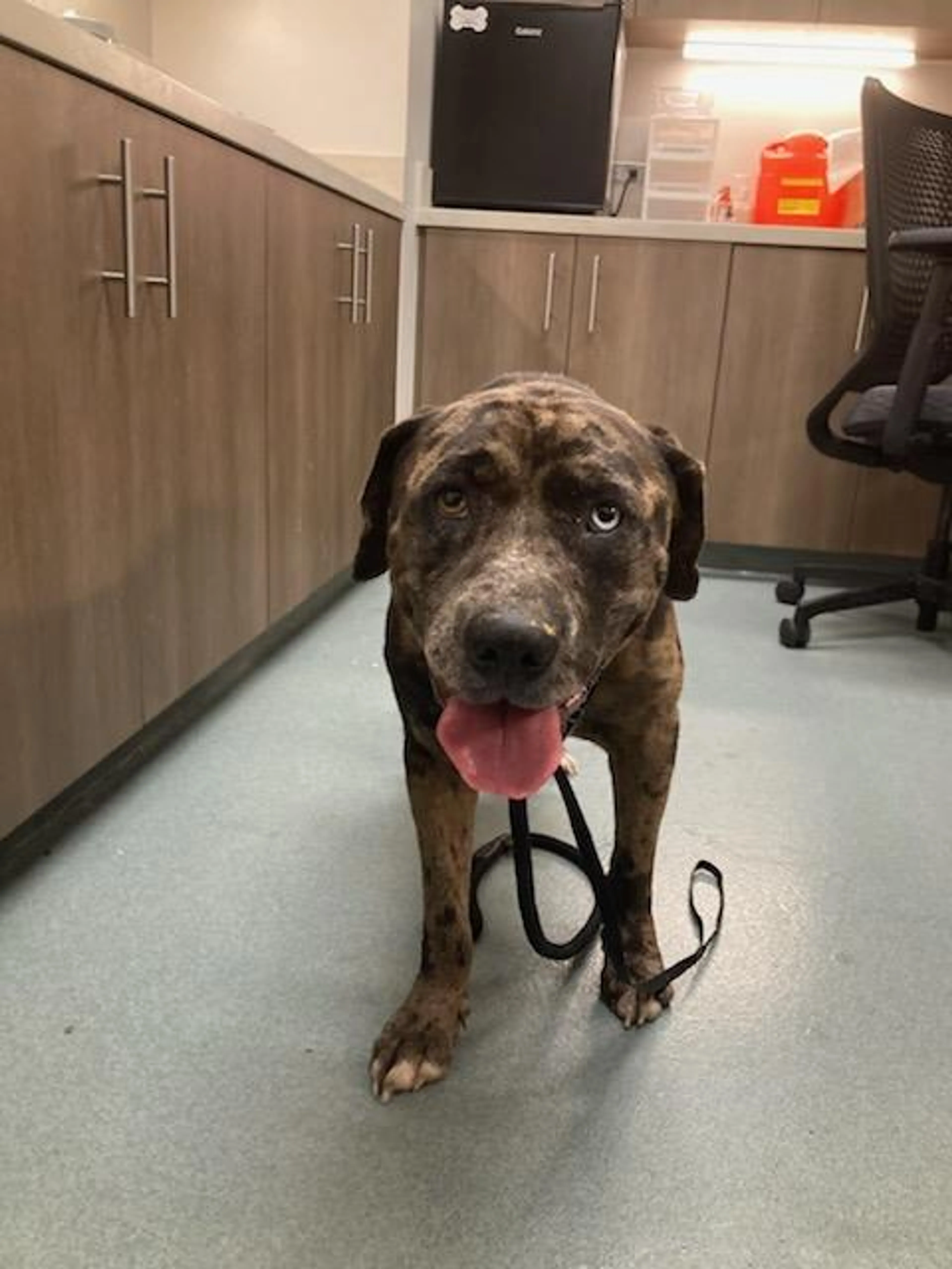 Found pet