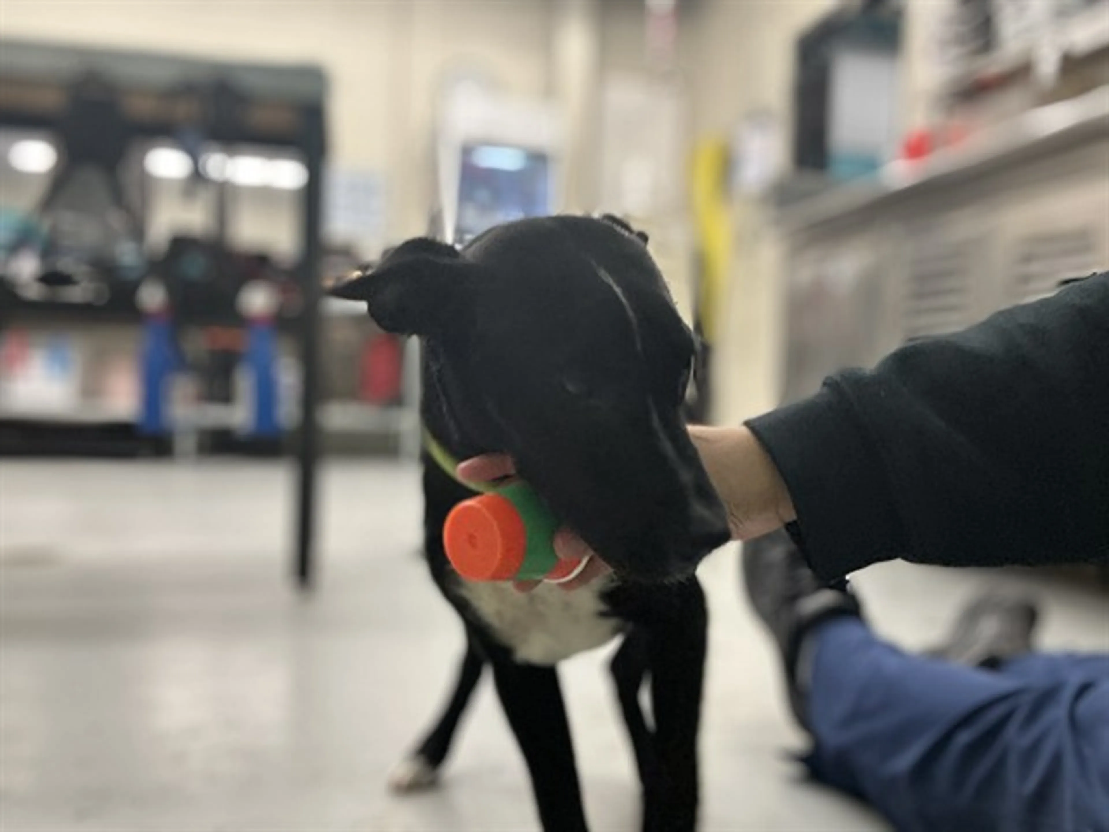 Found pet
