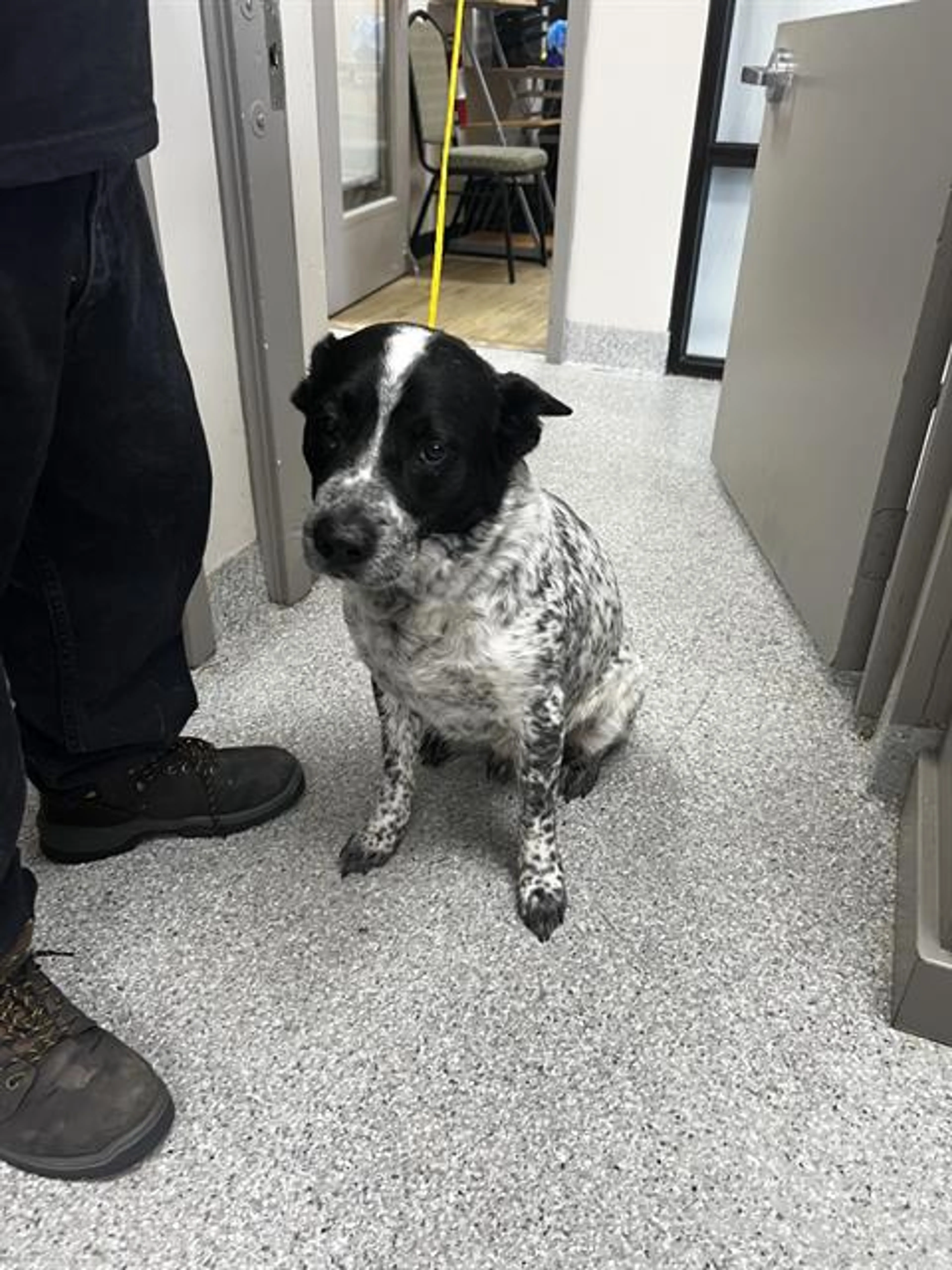 Found pet