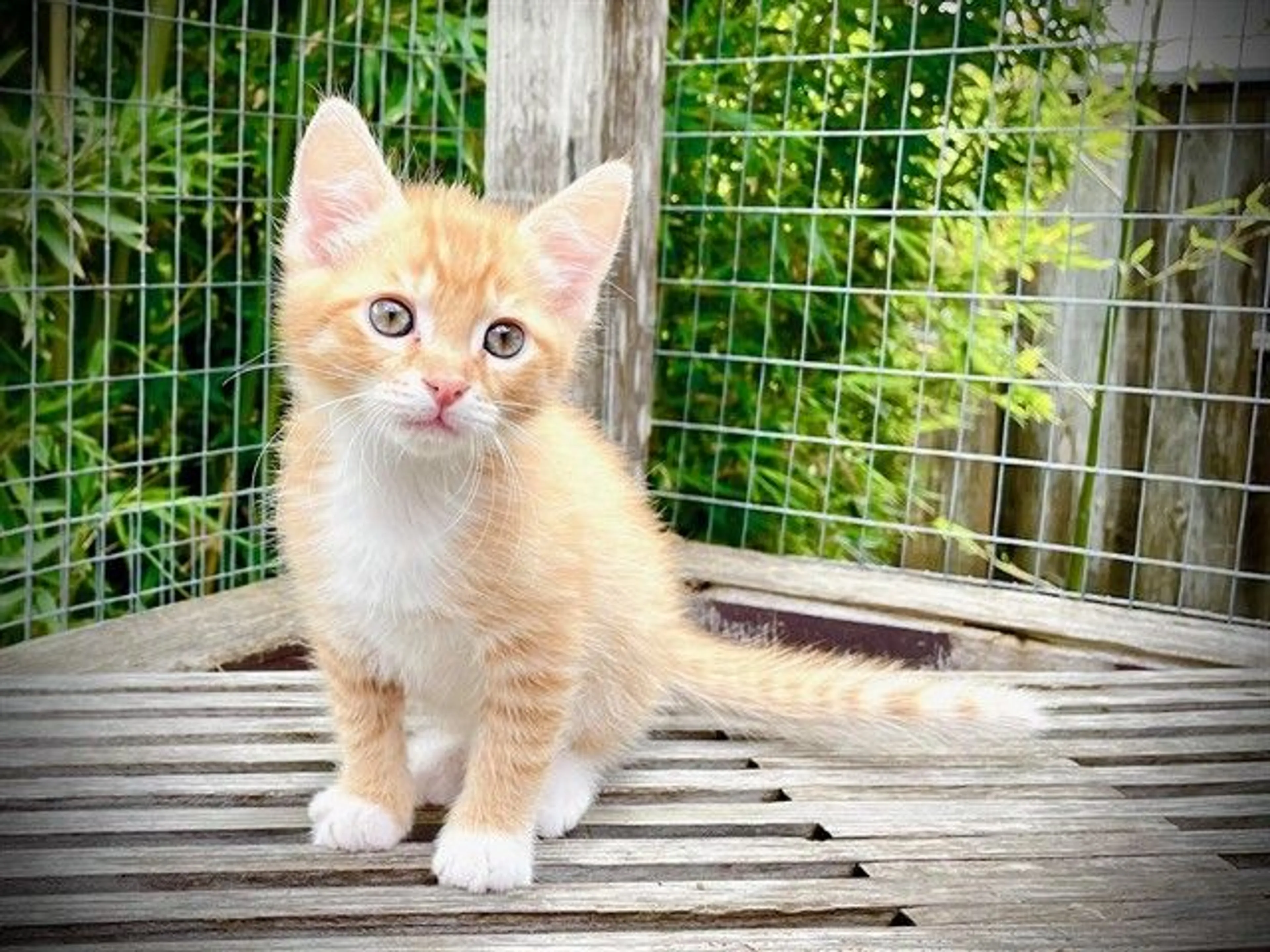 Found pet