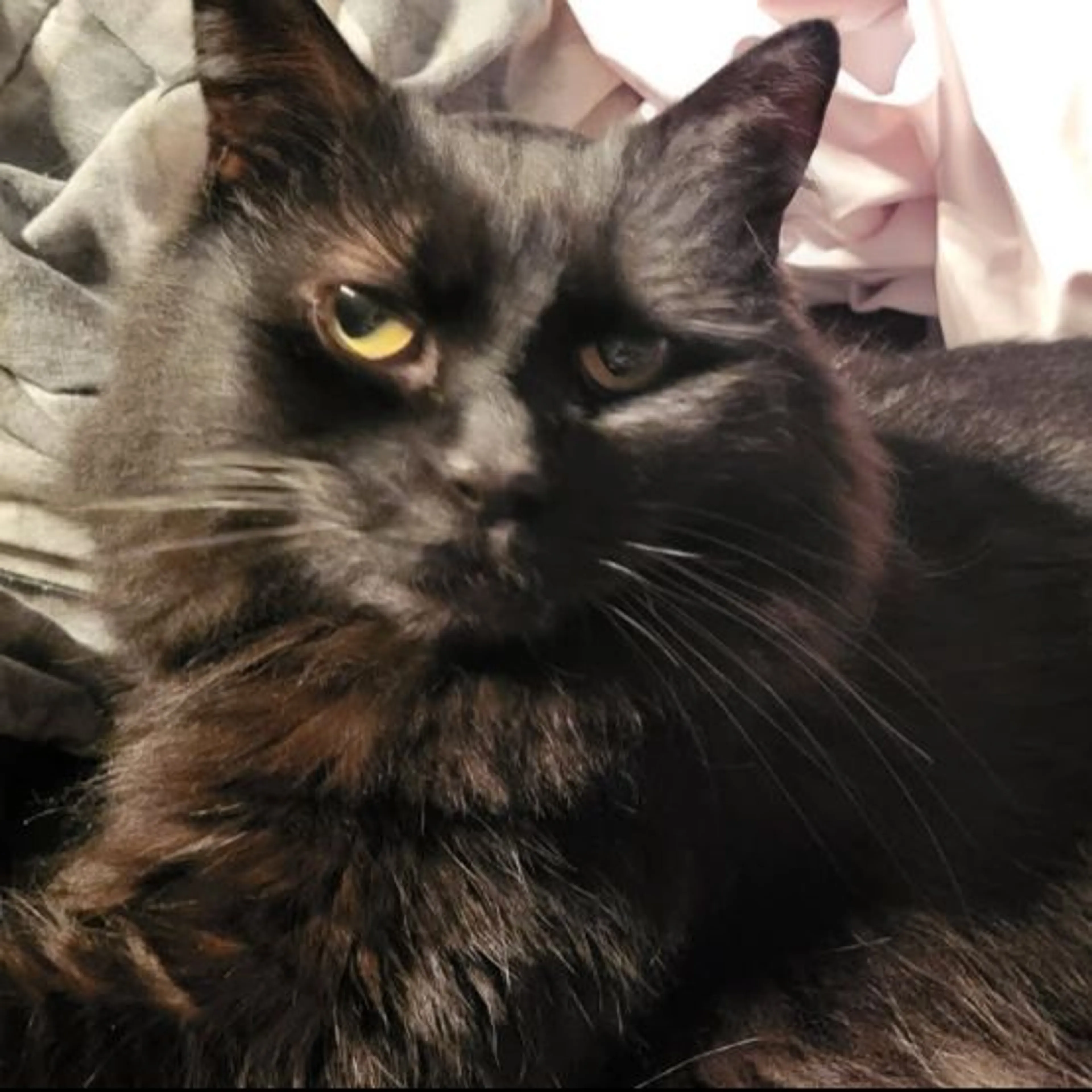 Lost pet