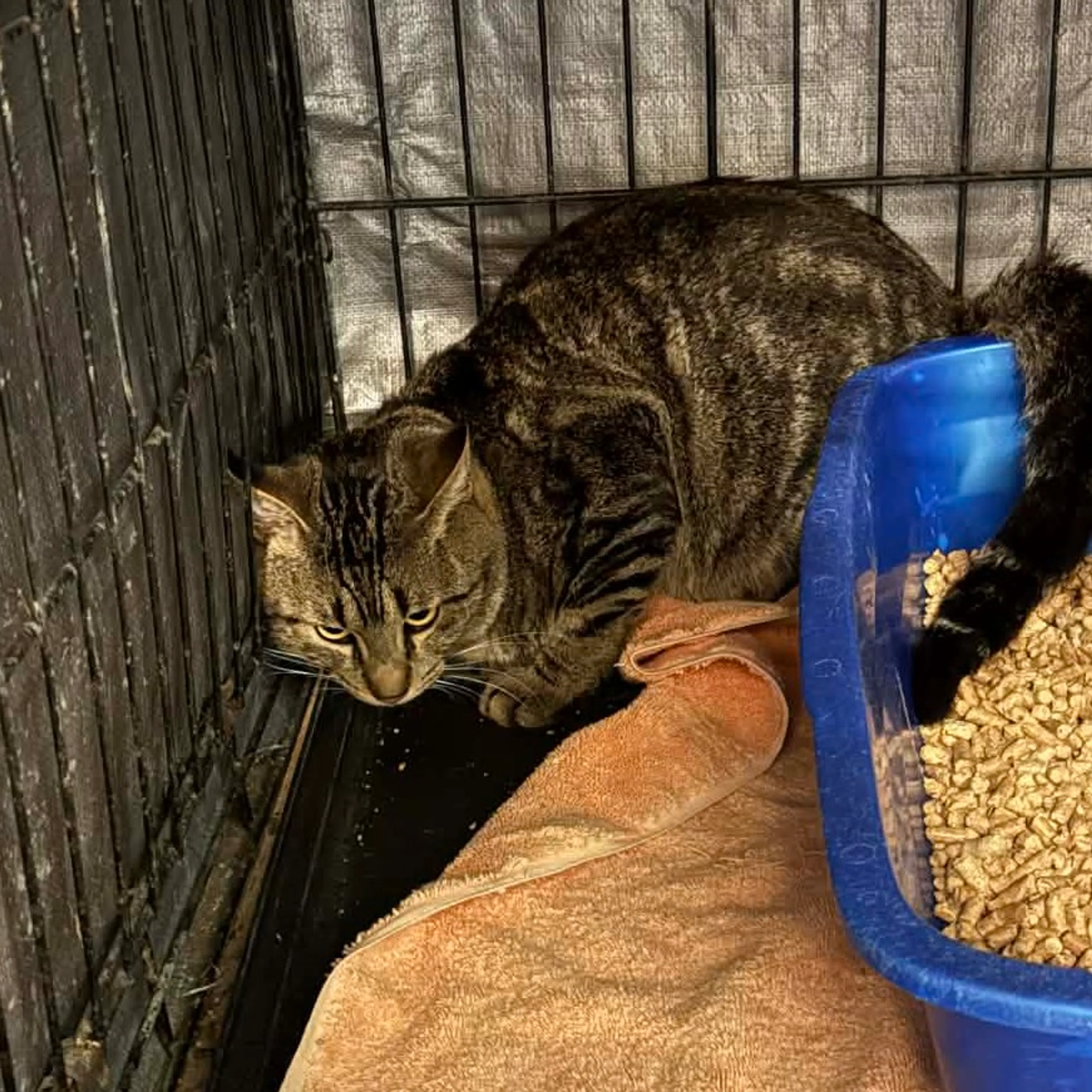 Found pet