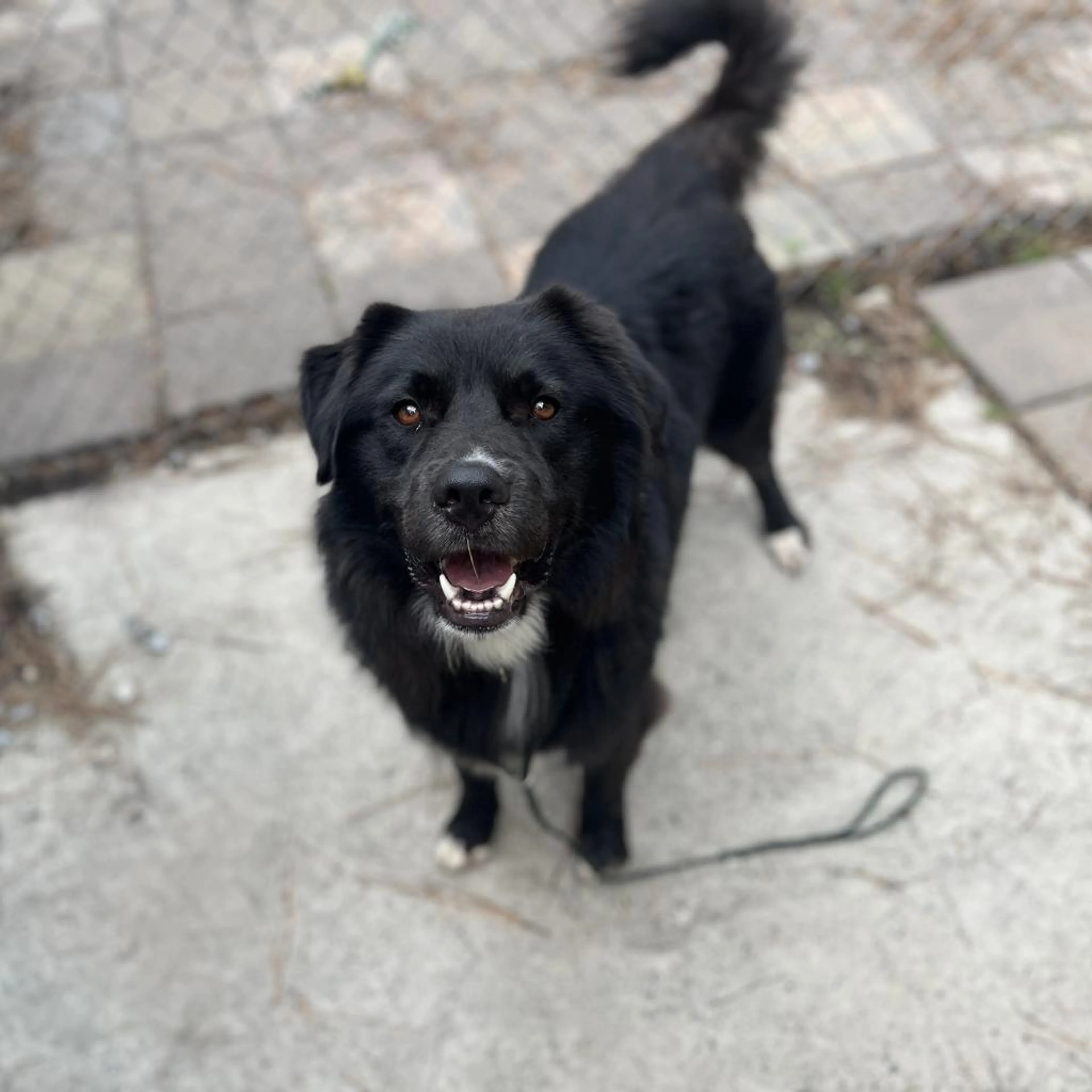Found pet