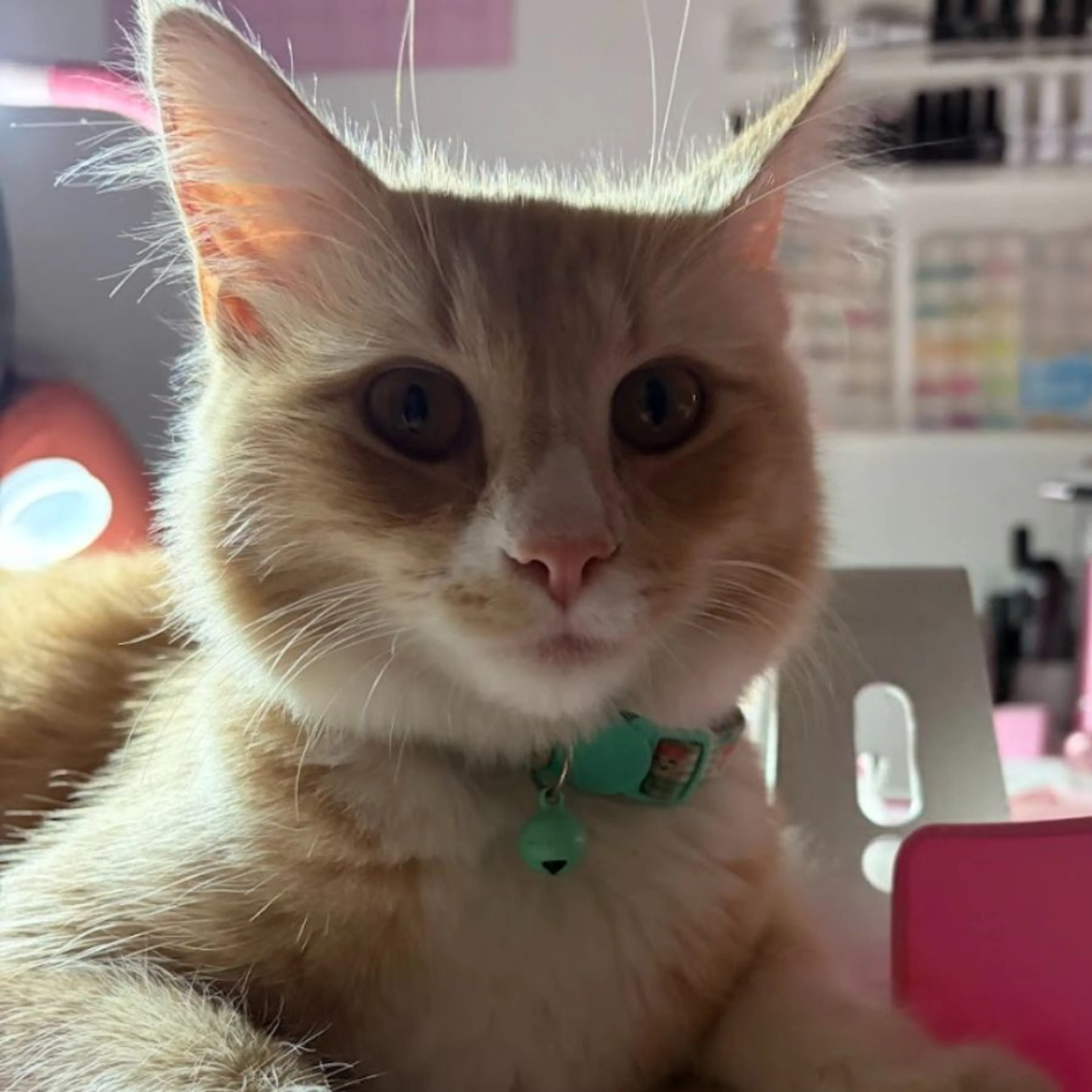 Lost pet