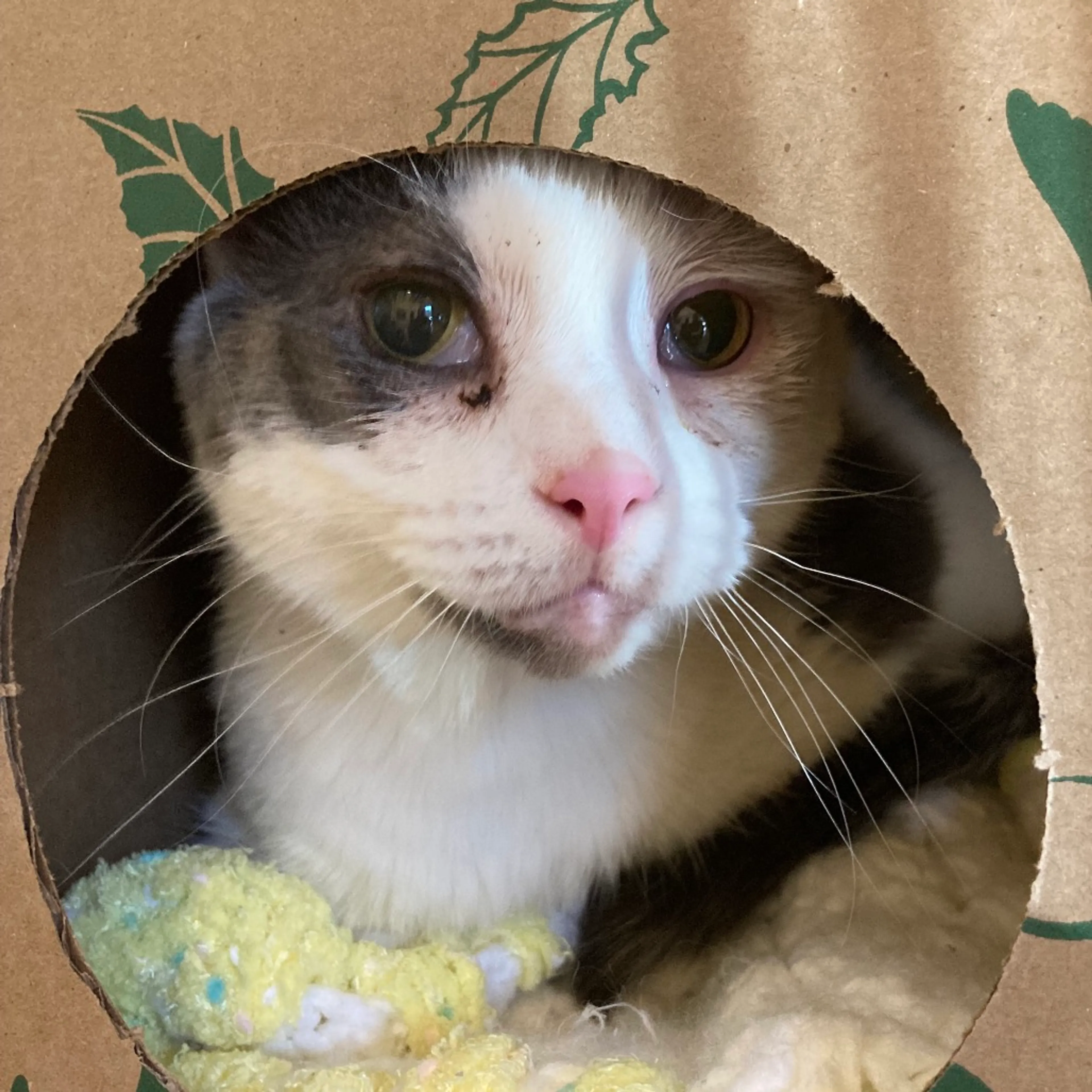 Found pet