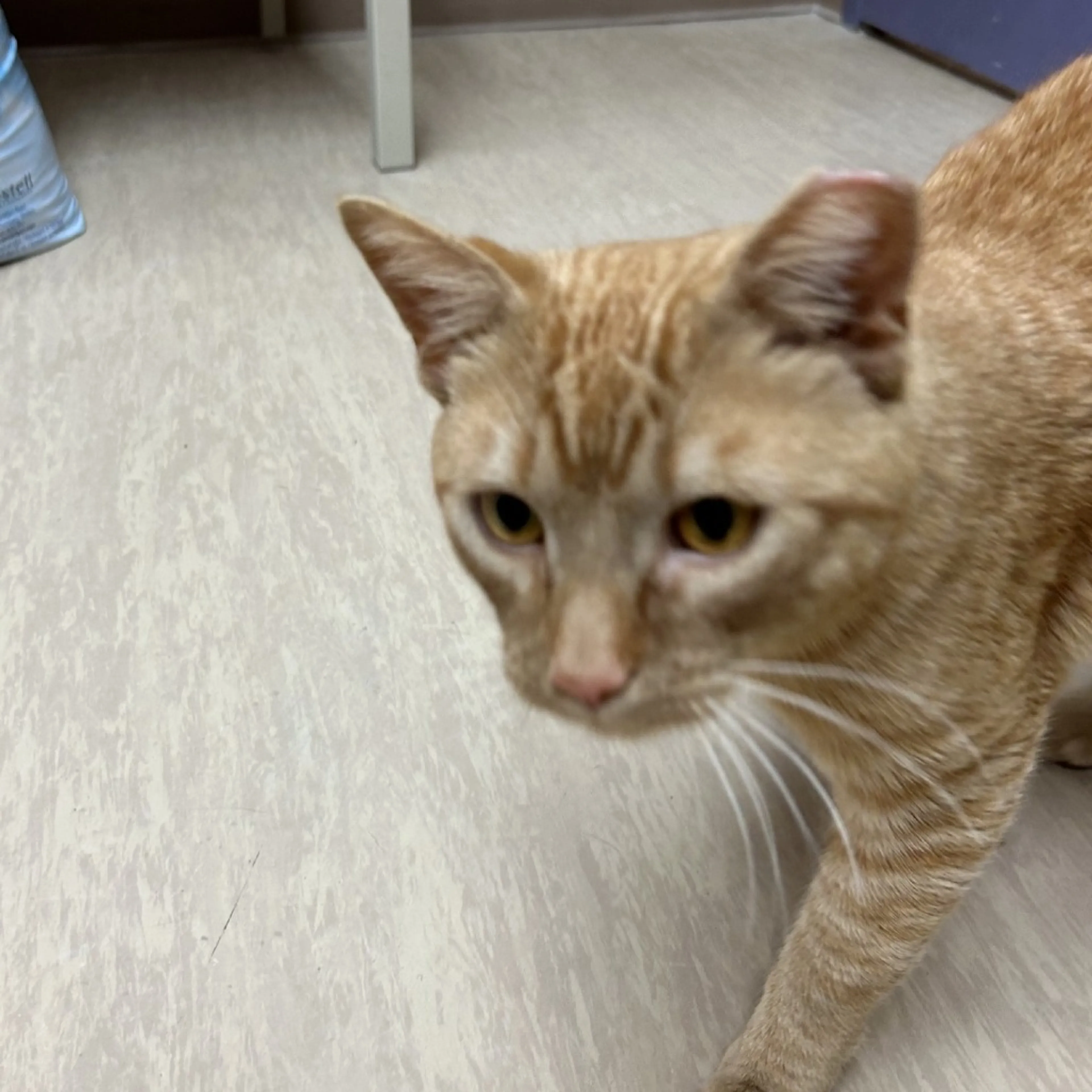 Found pet-3