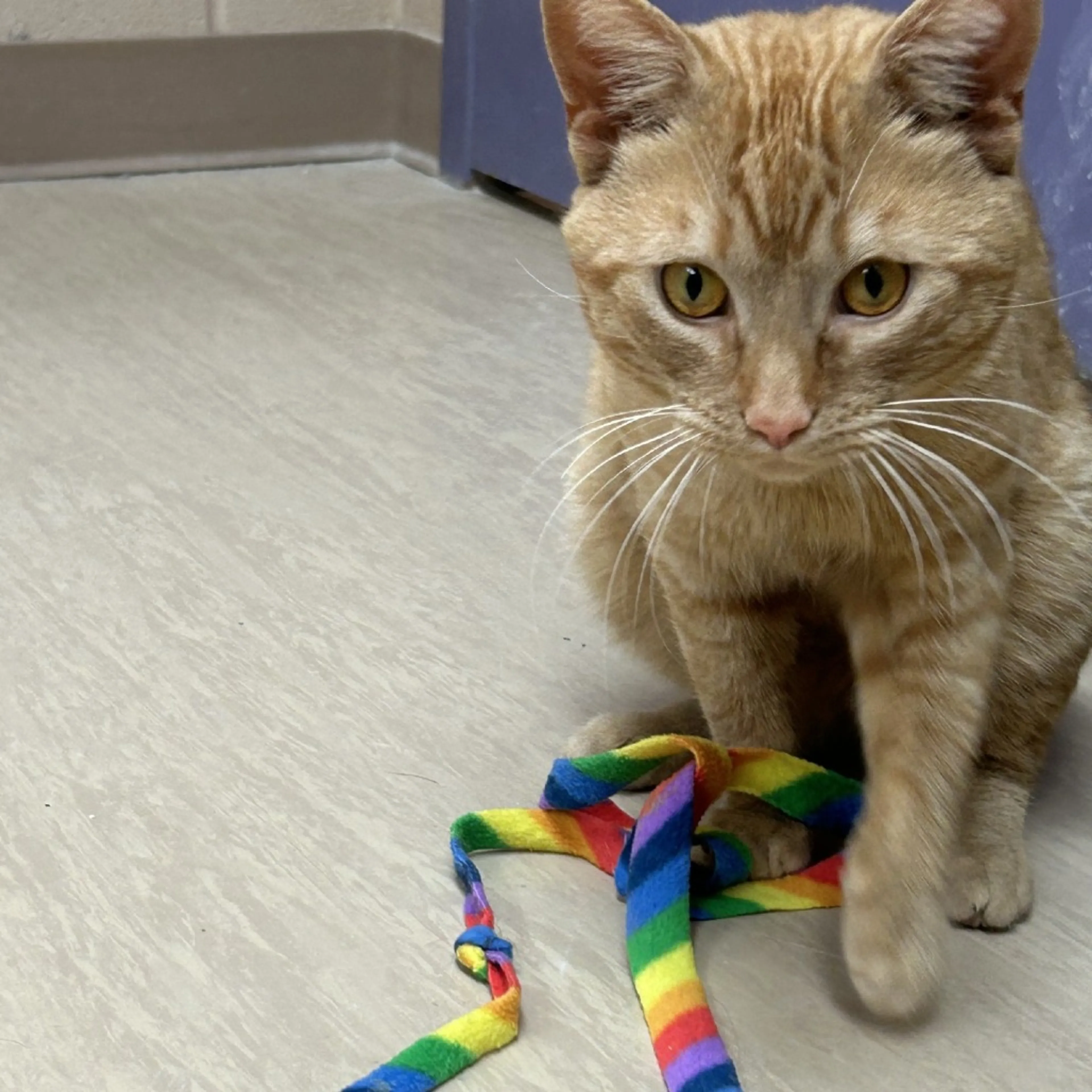 Found pet-4