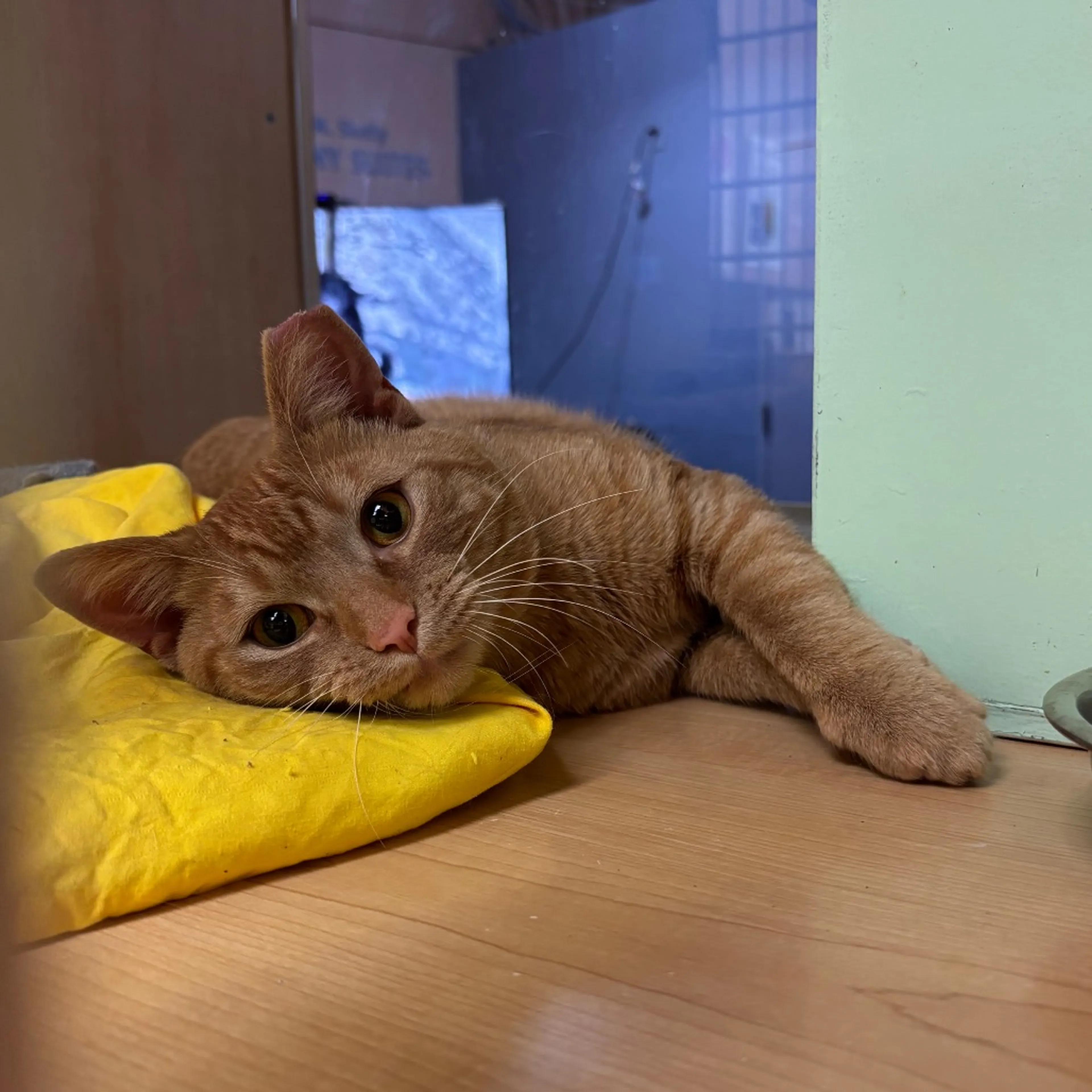 Found pet-0