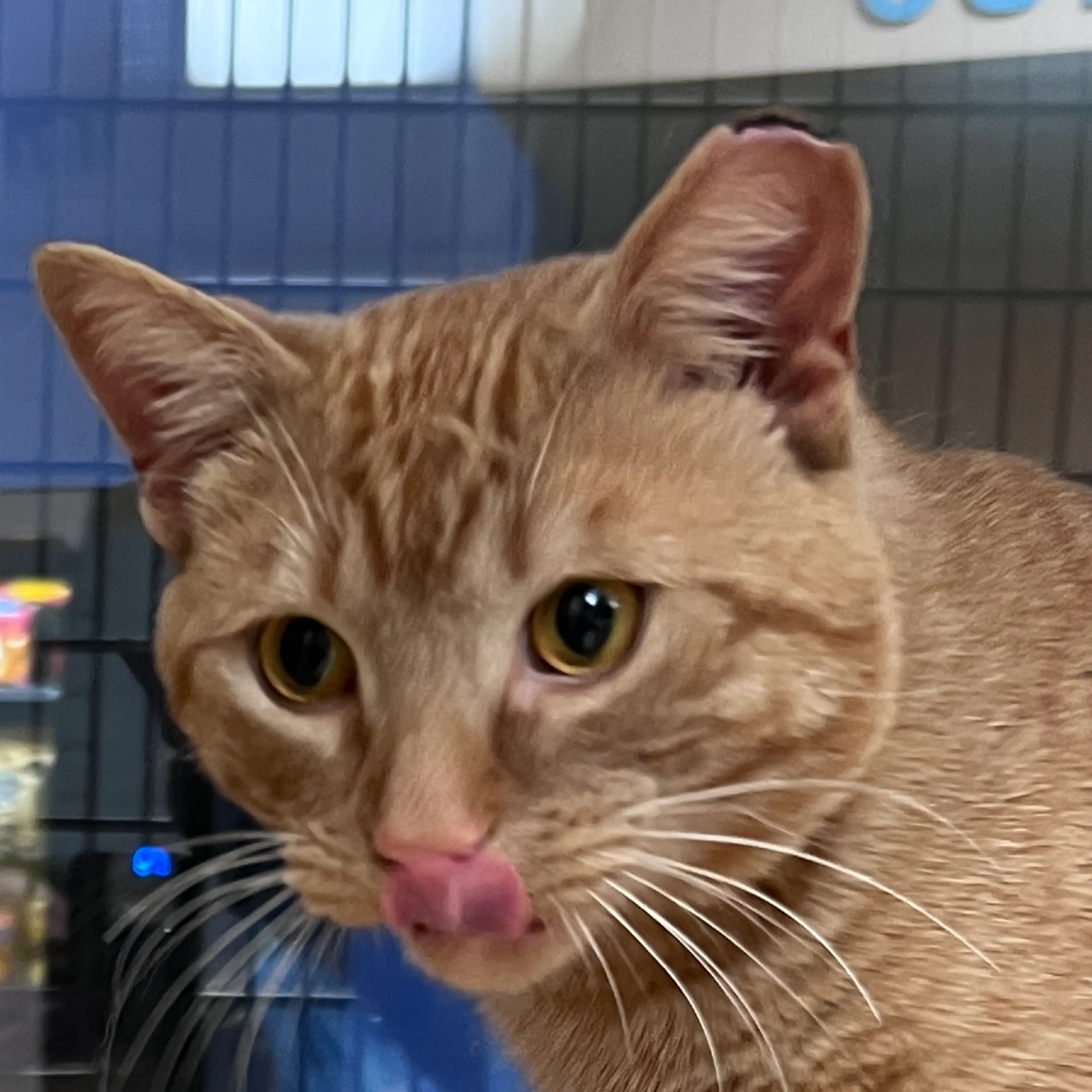 Found pet-1