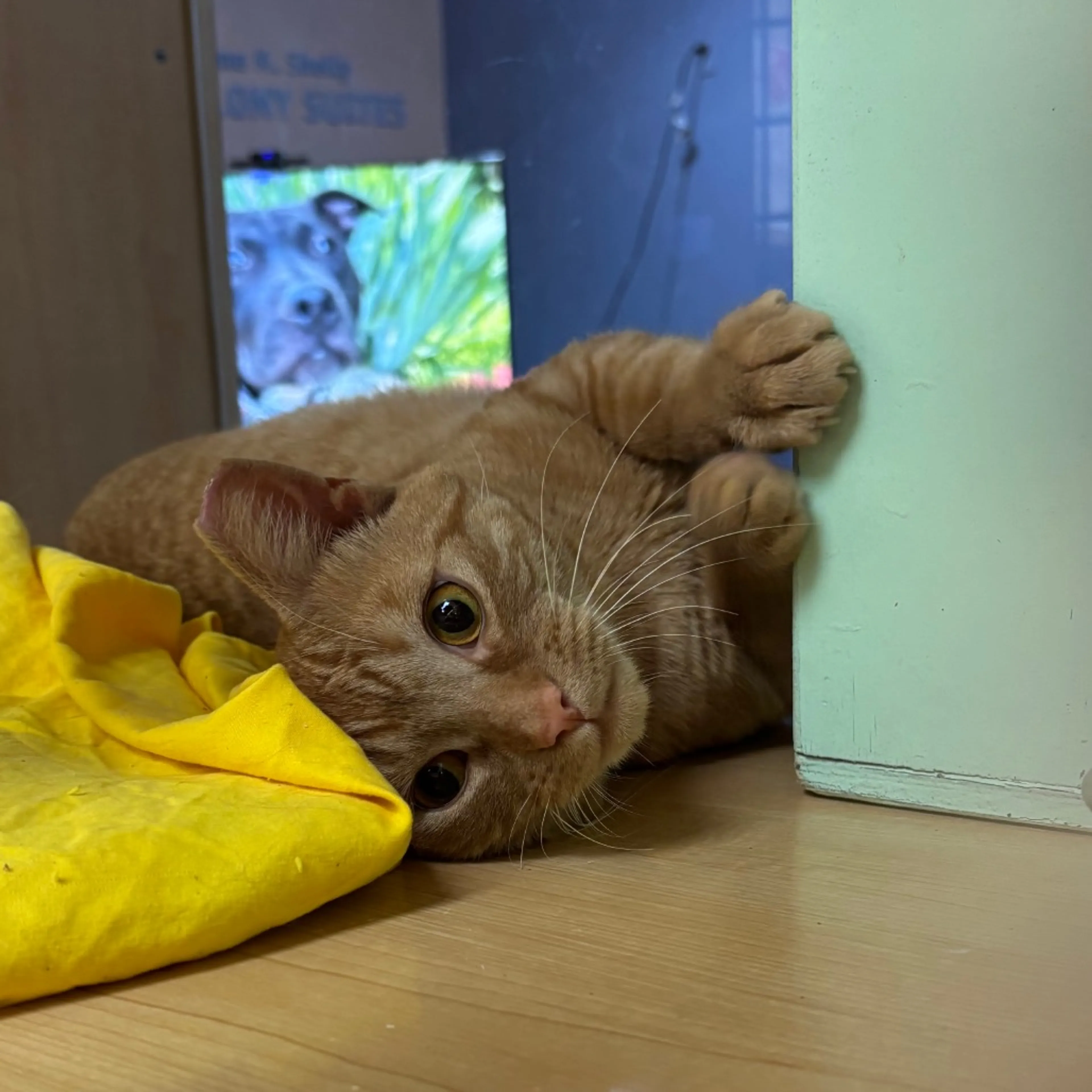 Found pet-5