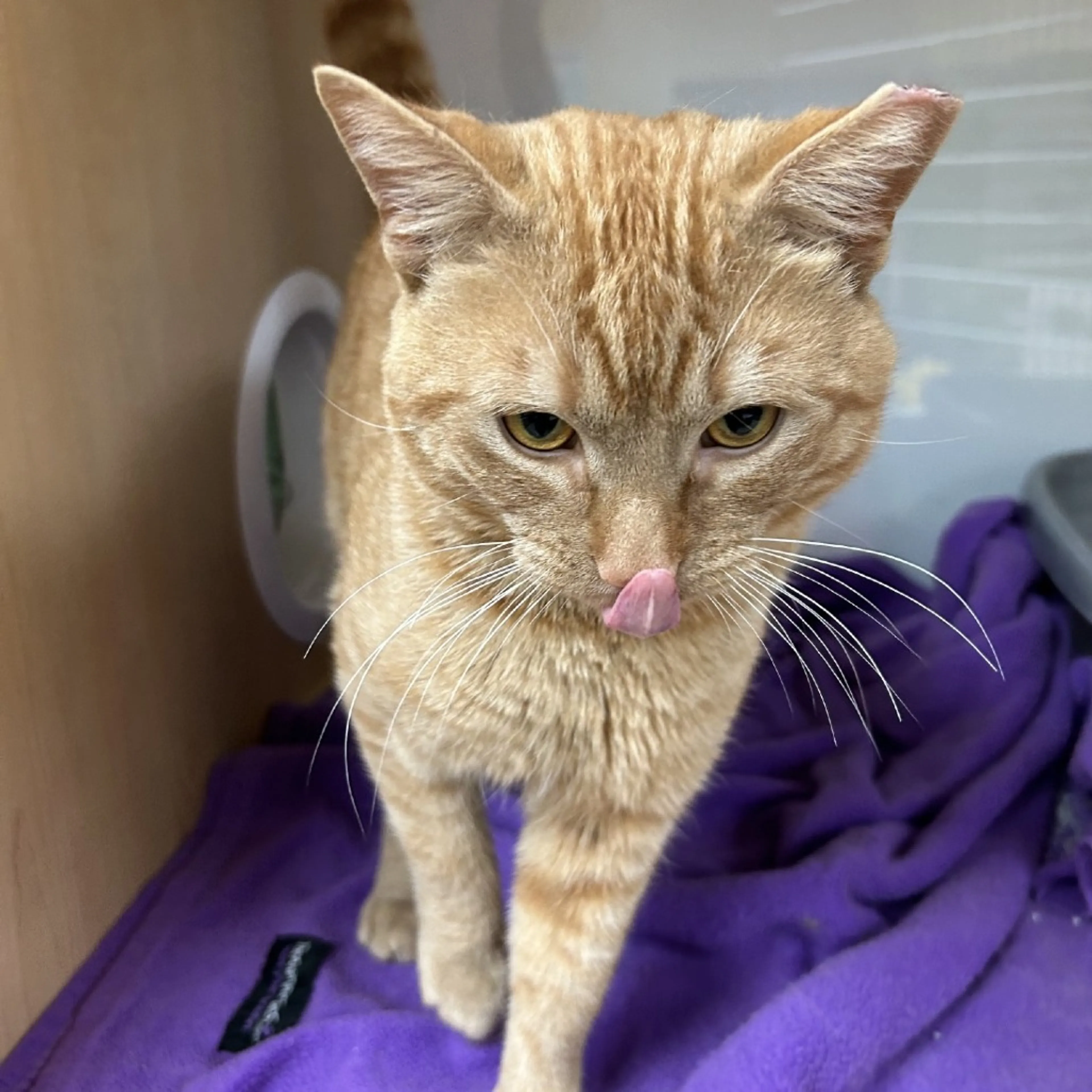 Found pet-2