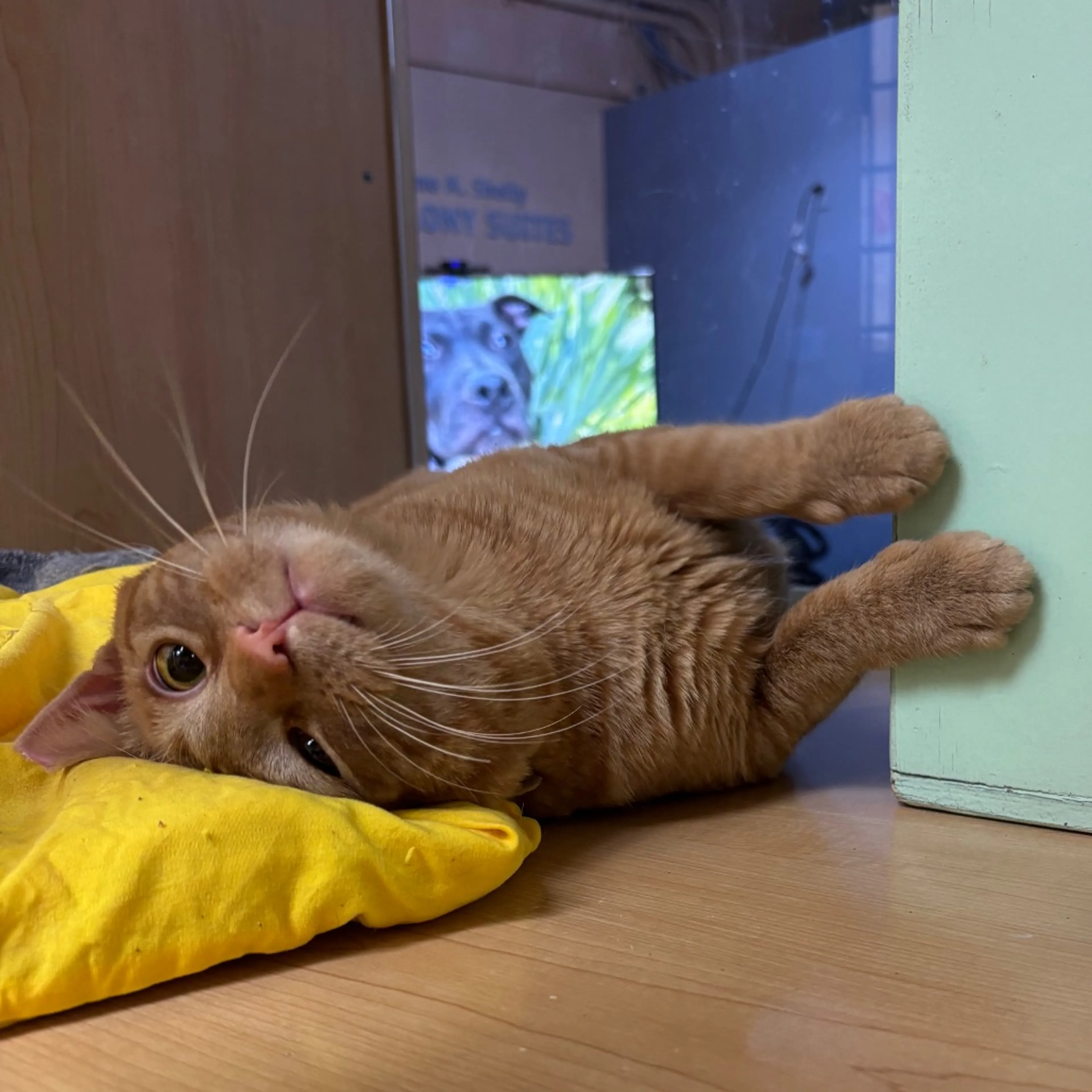 Found pet-6