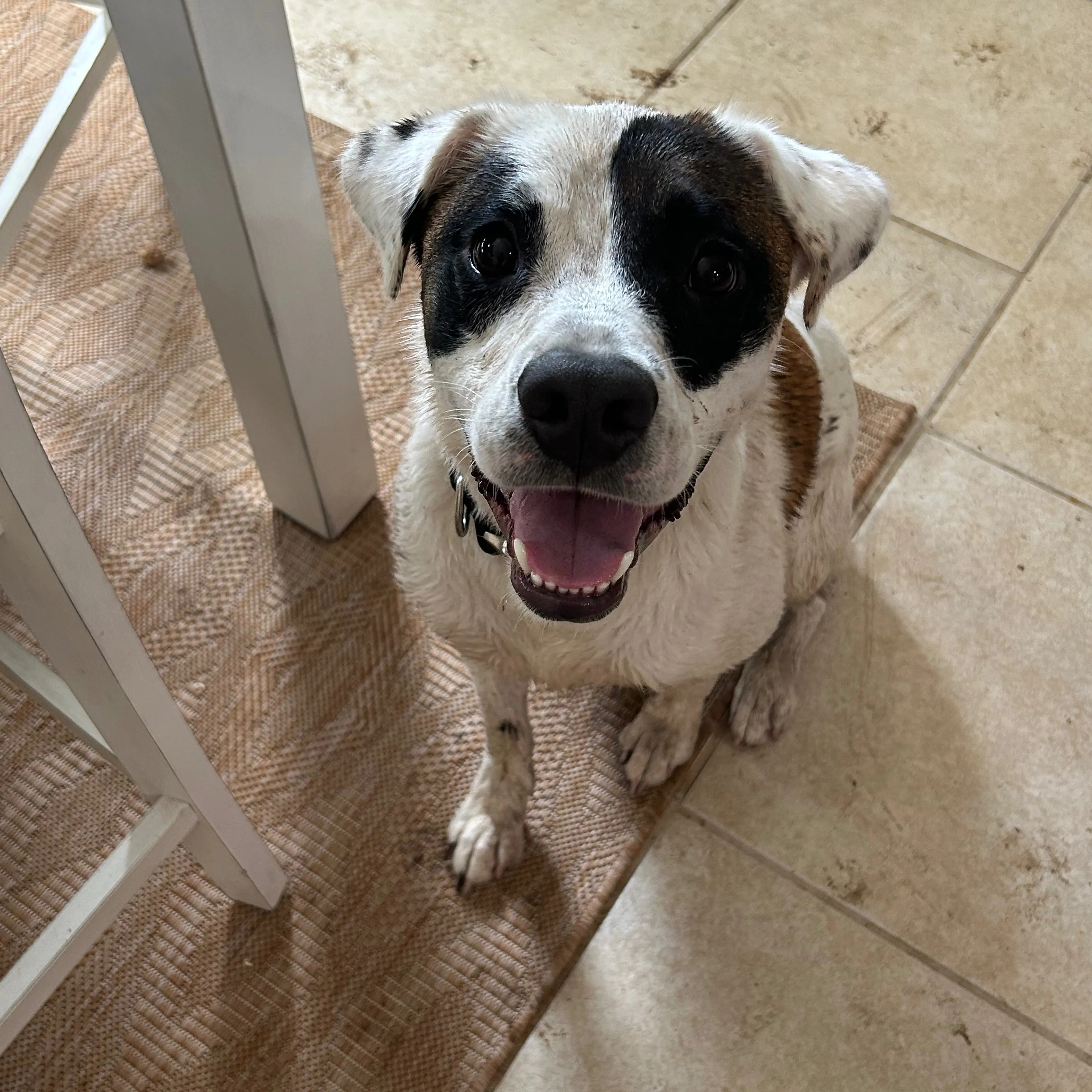 Lost pet-2