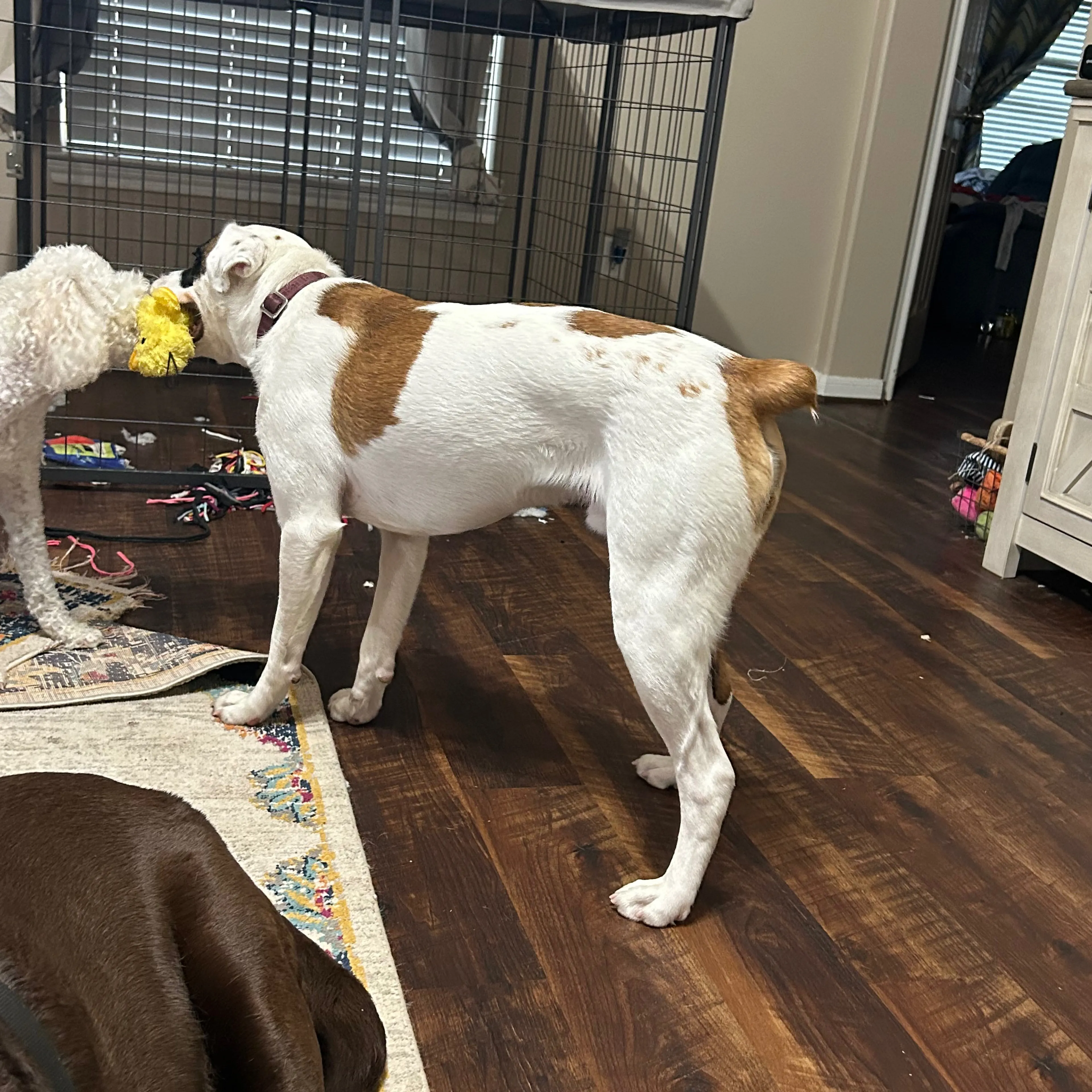 Lost pet-1