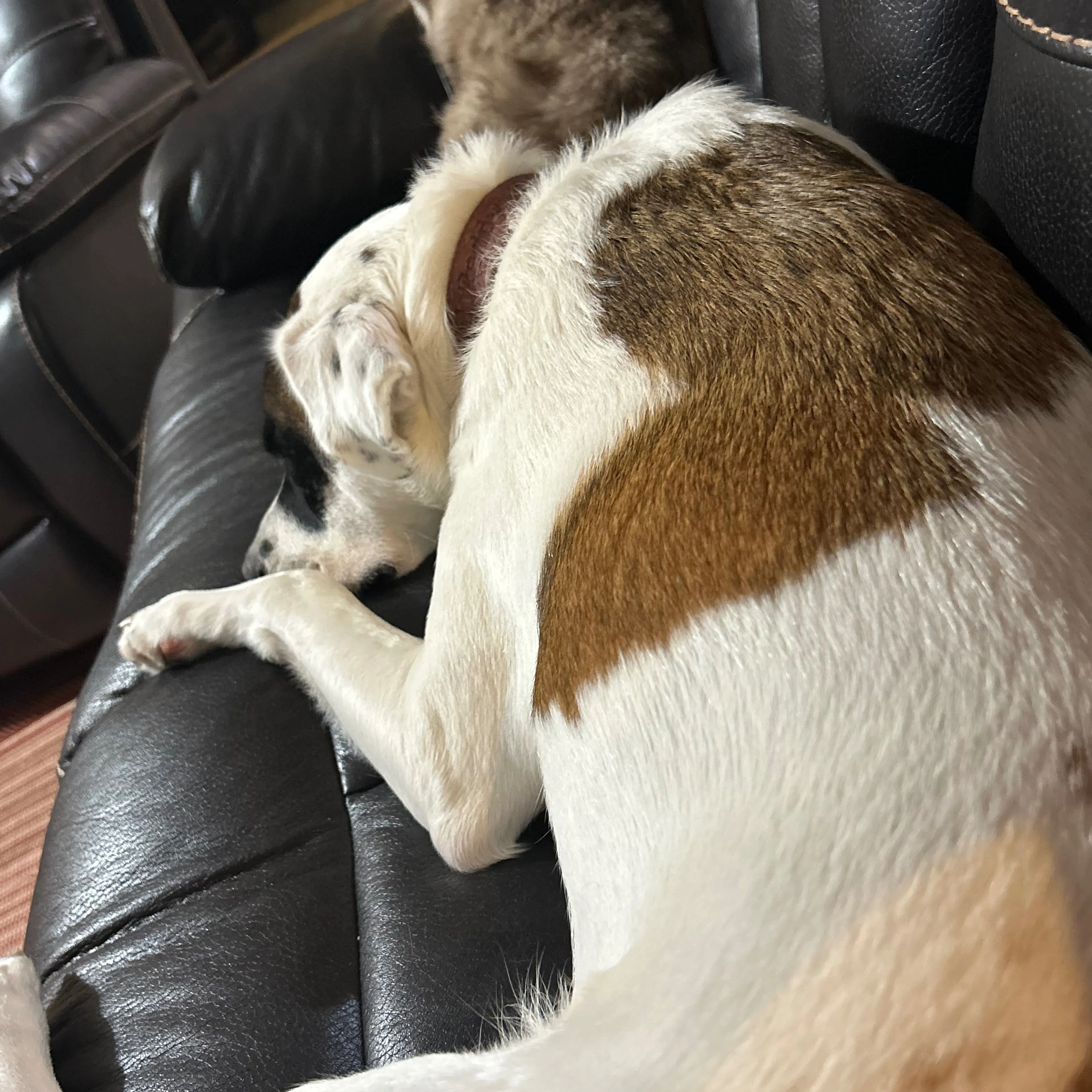 Lost pet-3
