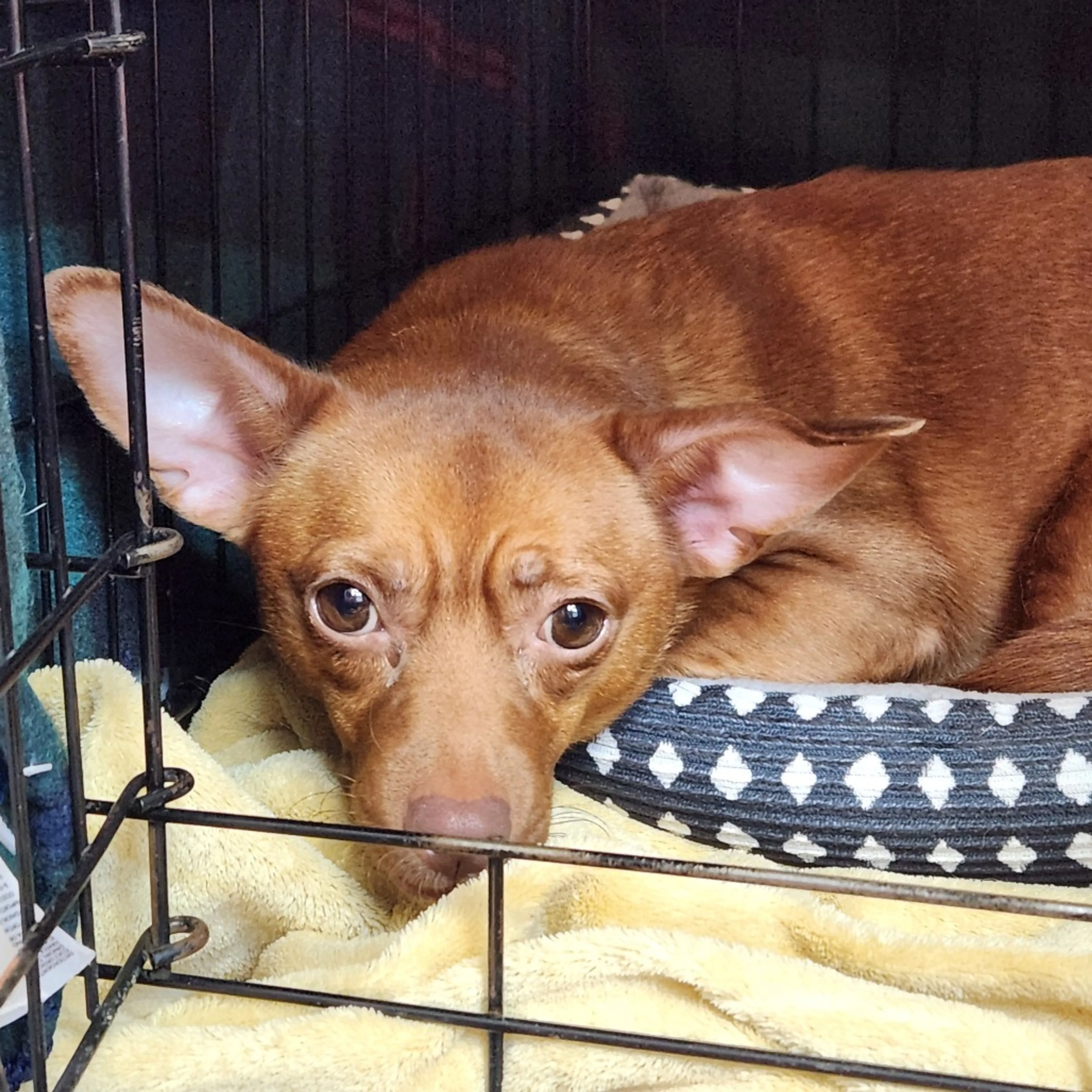 Found pet
