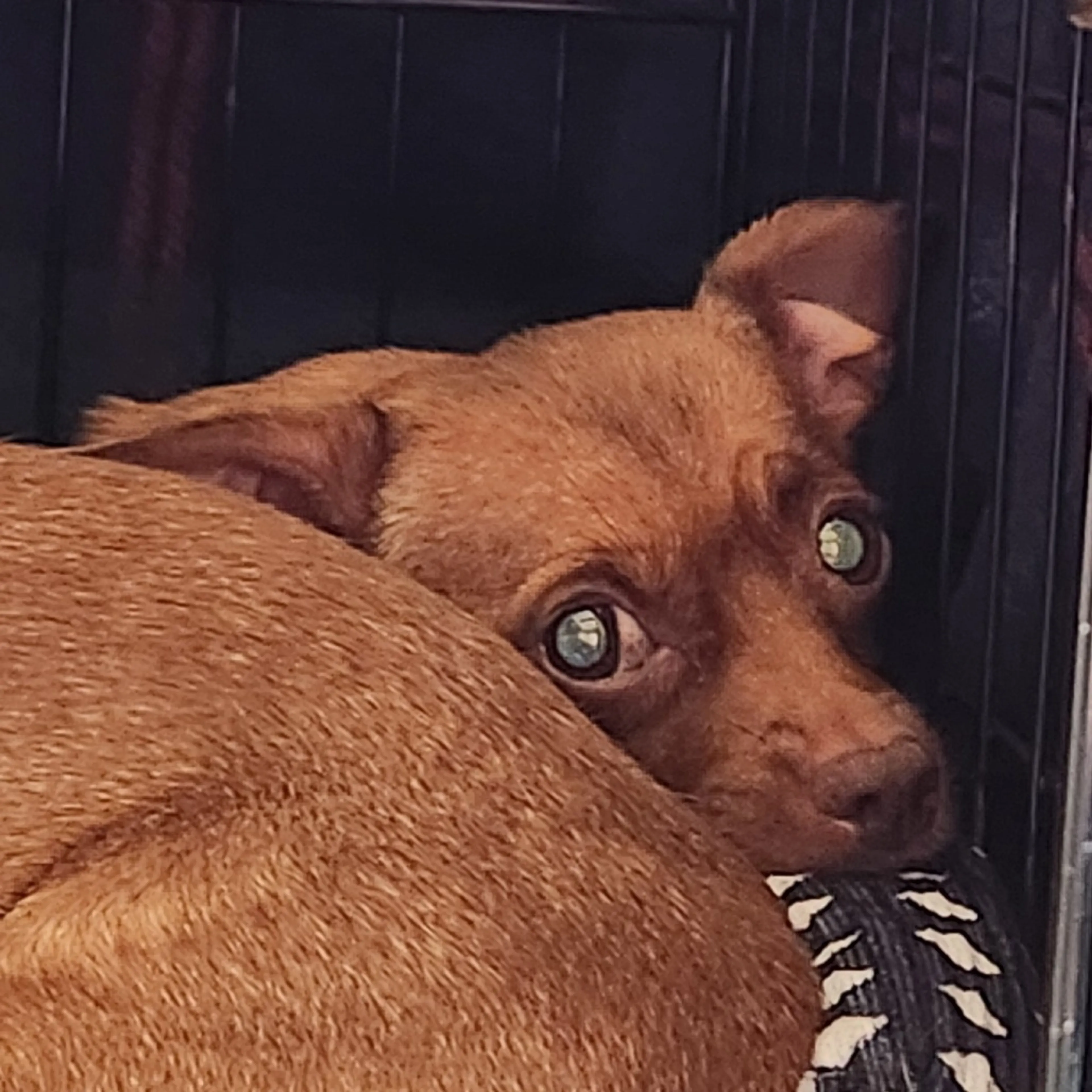 Found pet