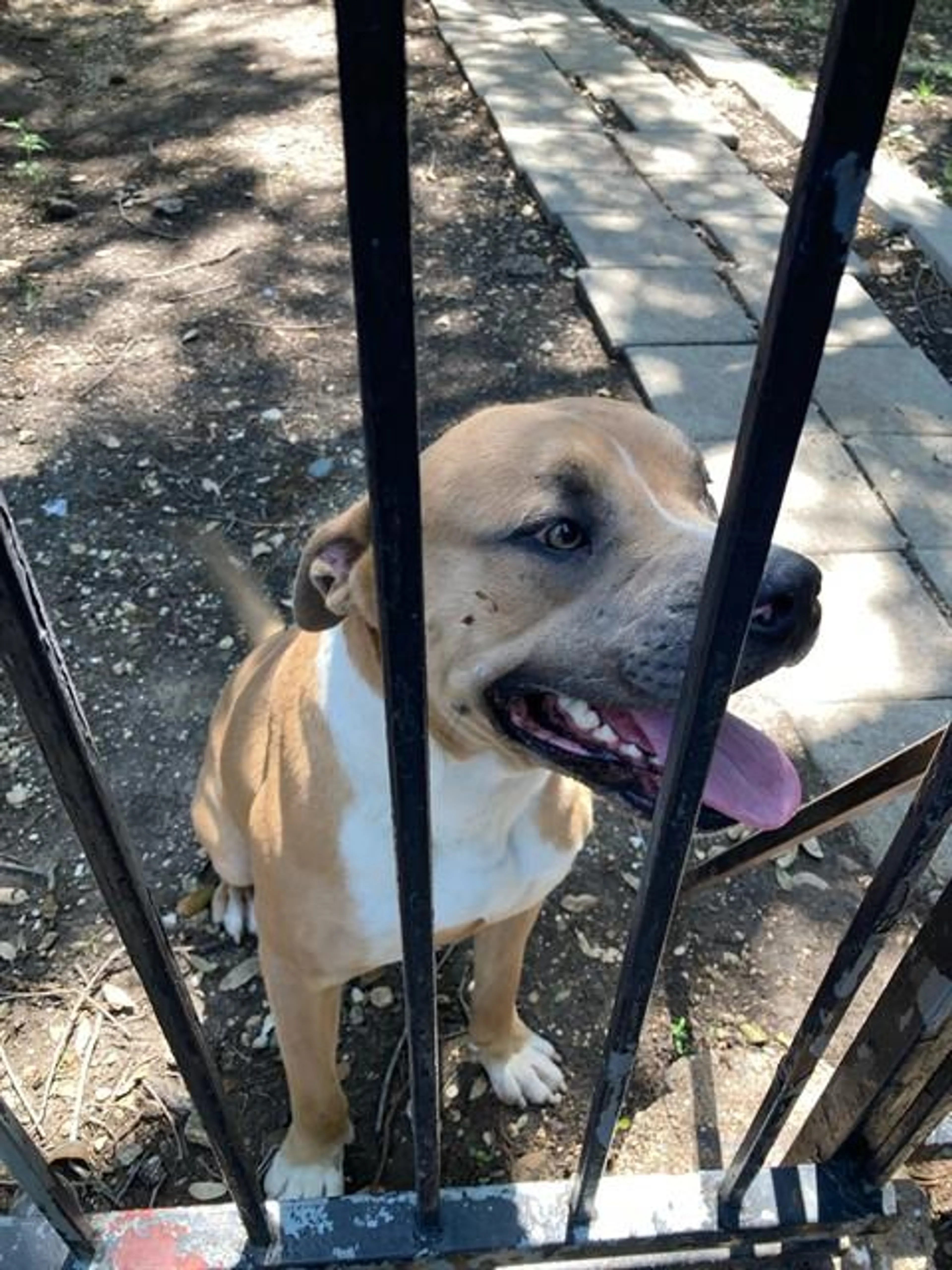 Found pet