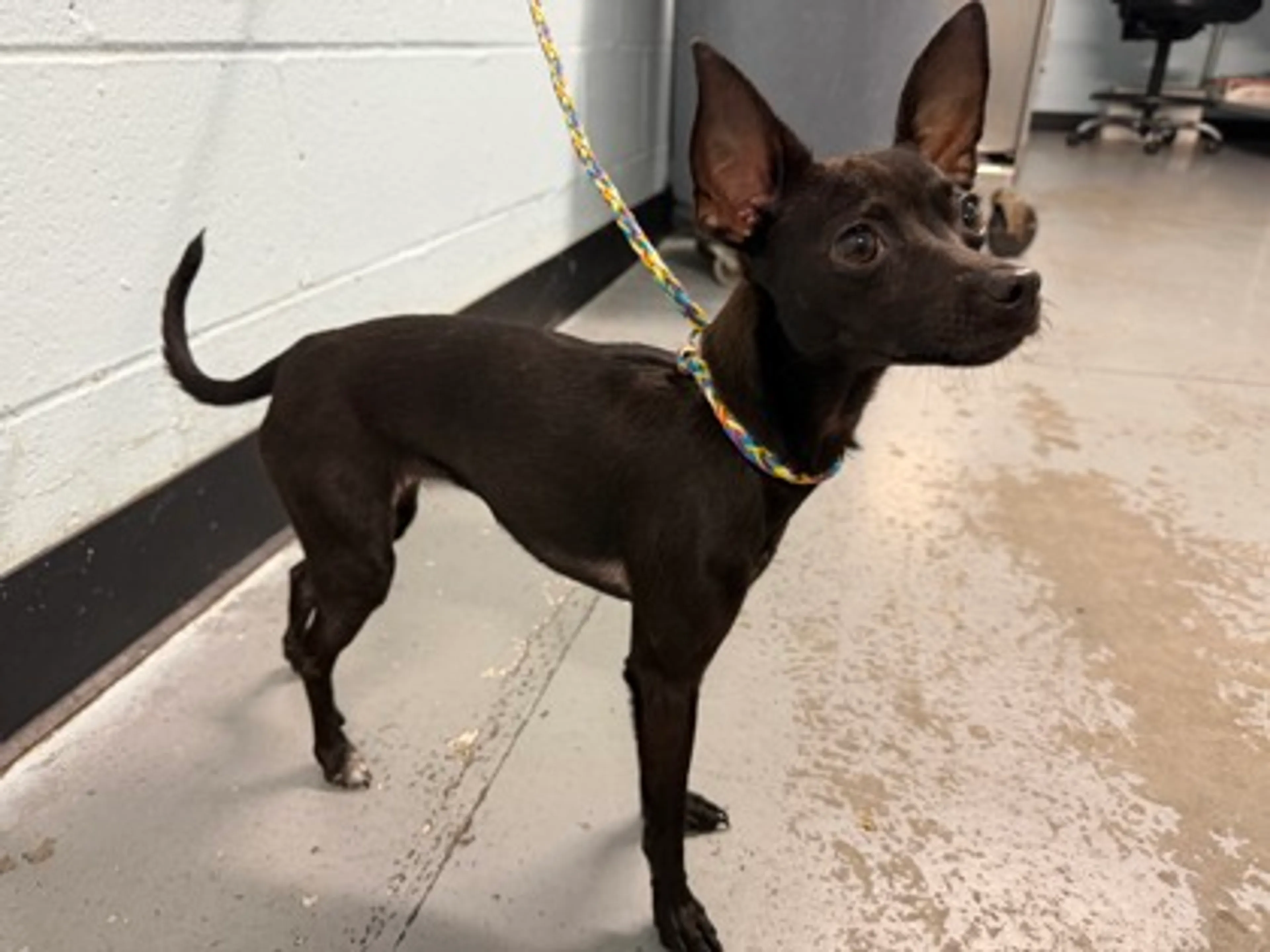 Found pet-1