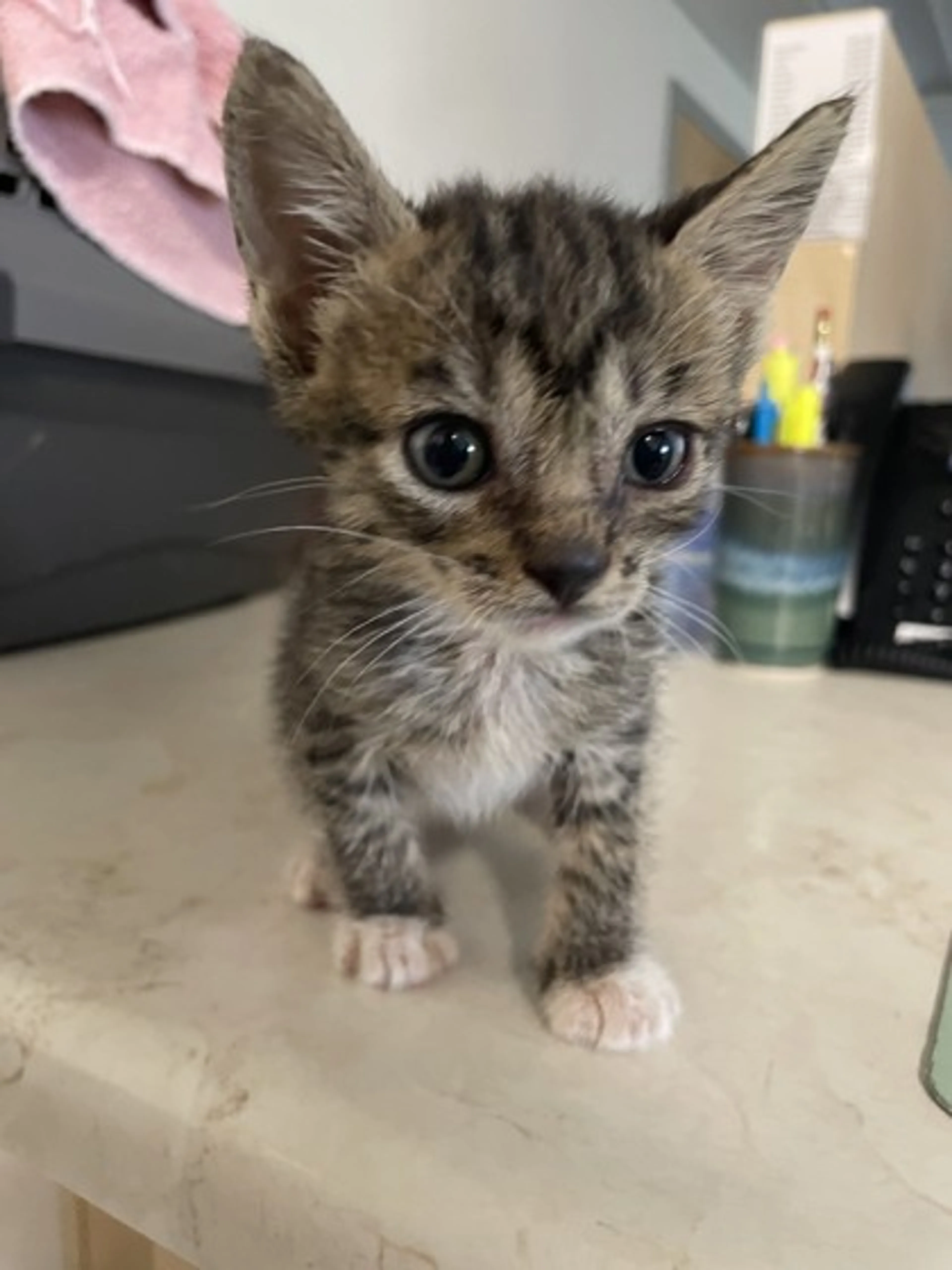 Found pet-0