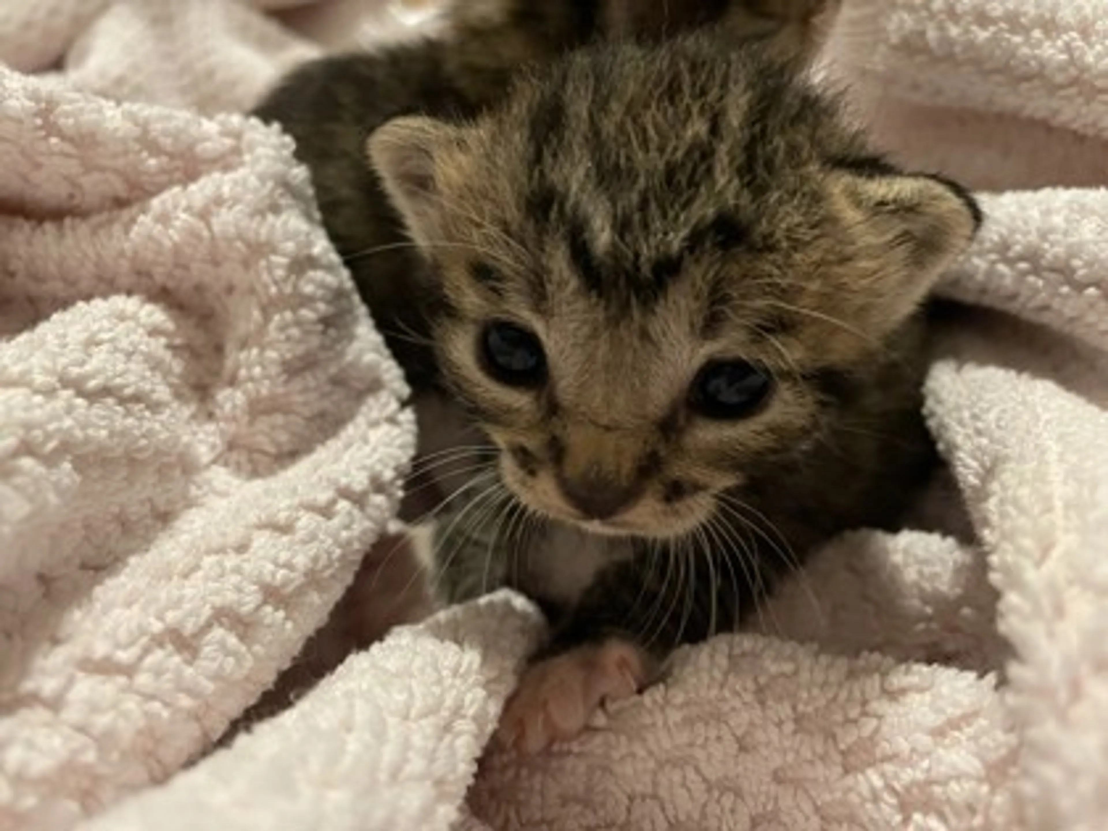Found pet-2