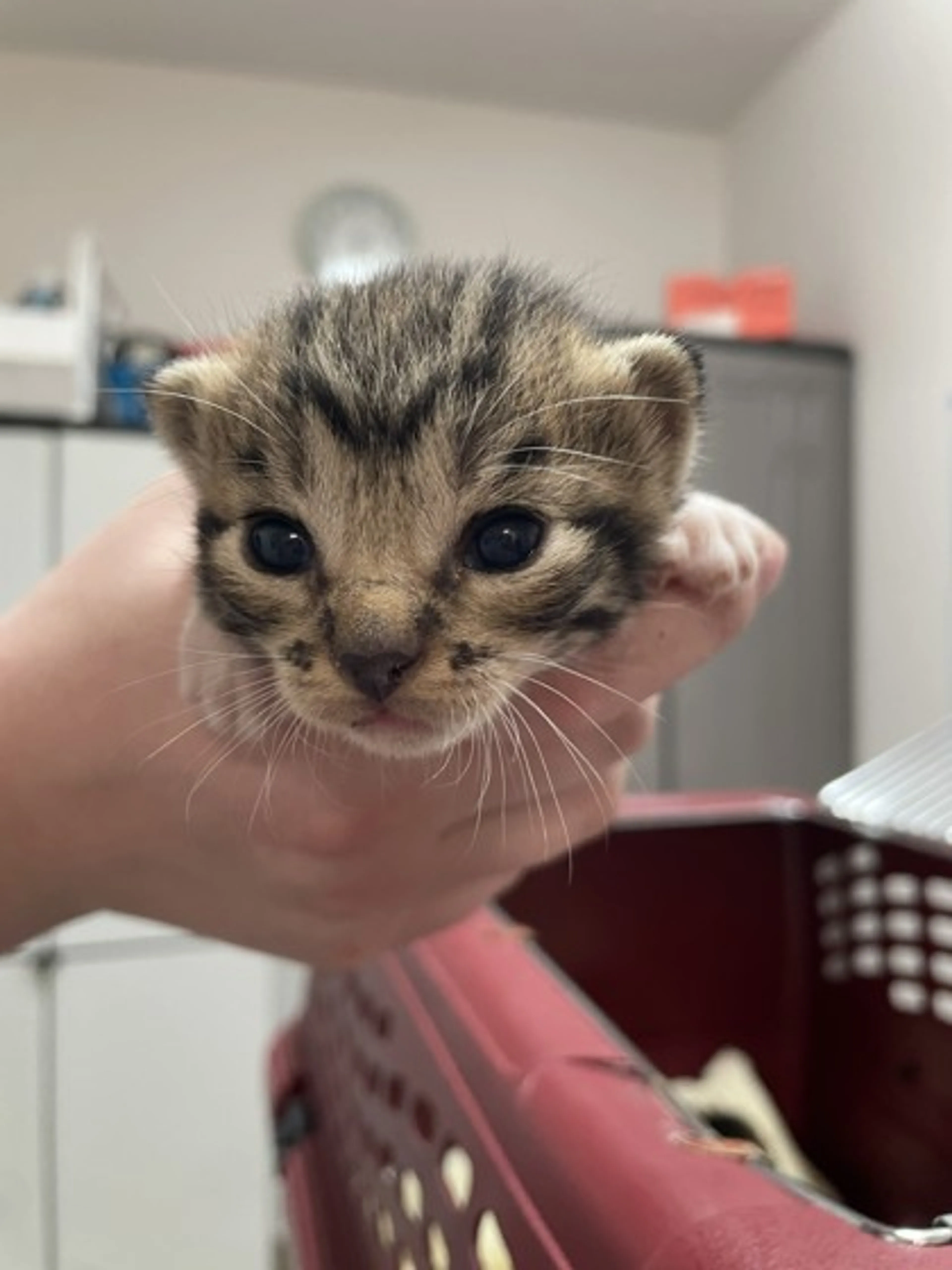 Found pet-1
