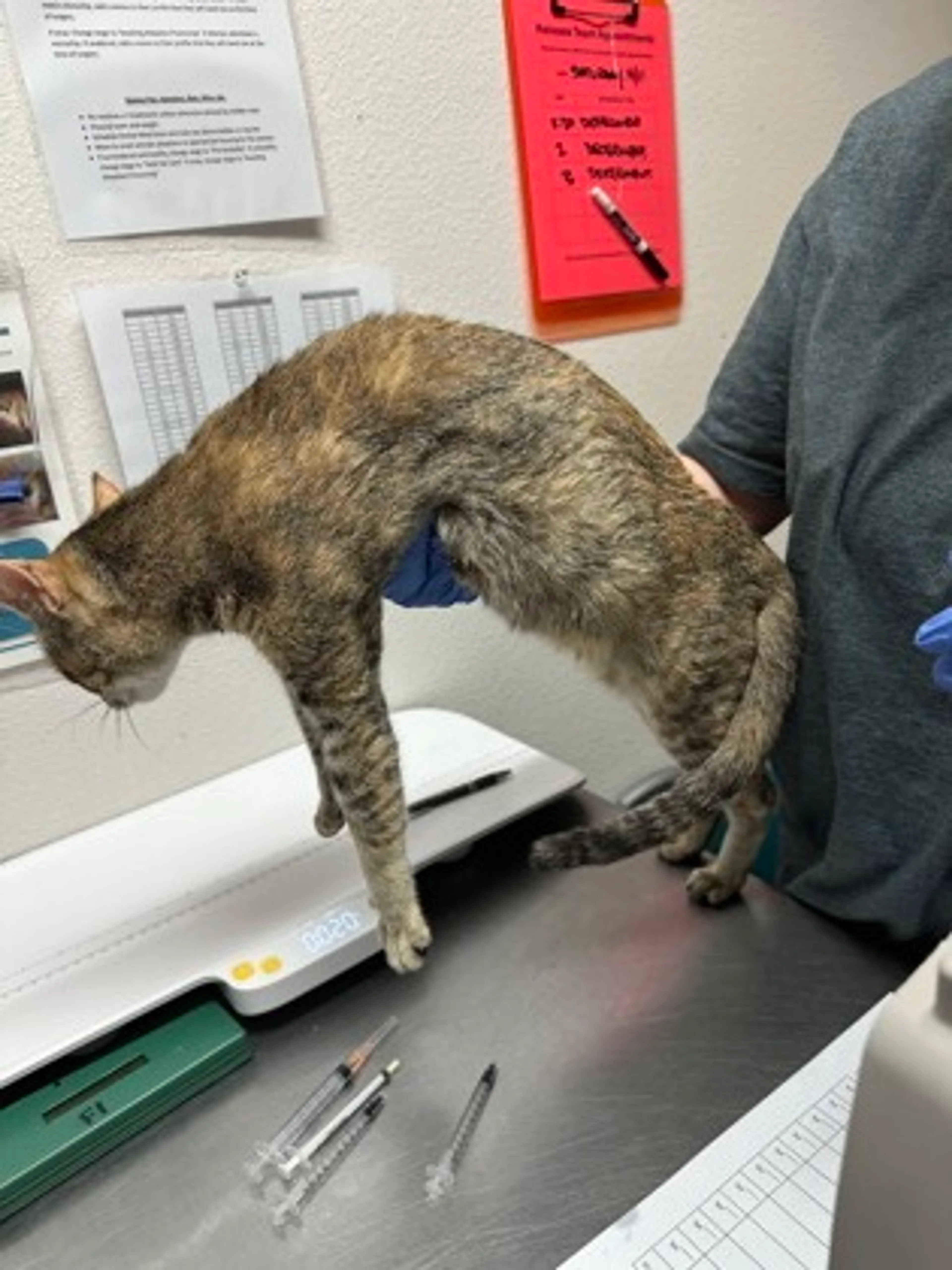 Found pet-2