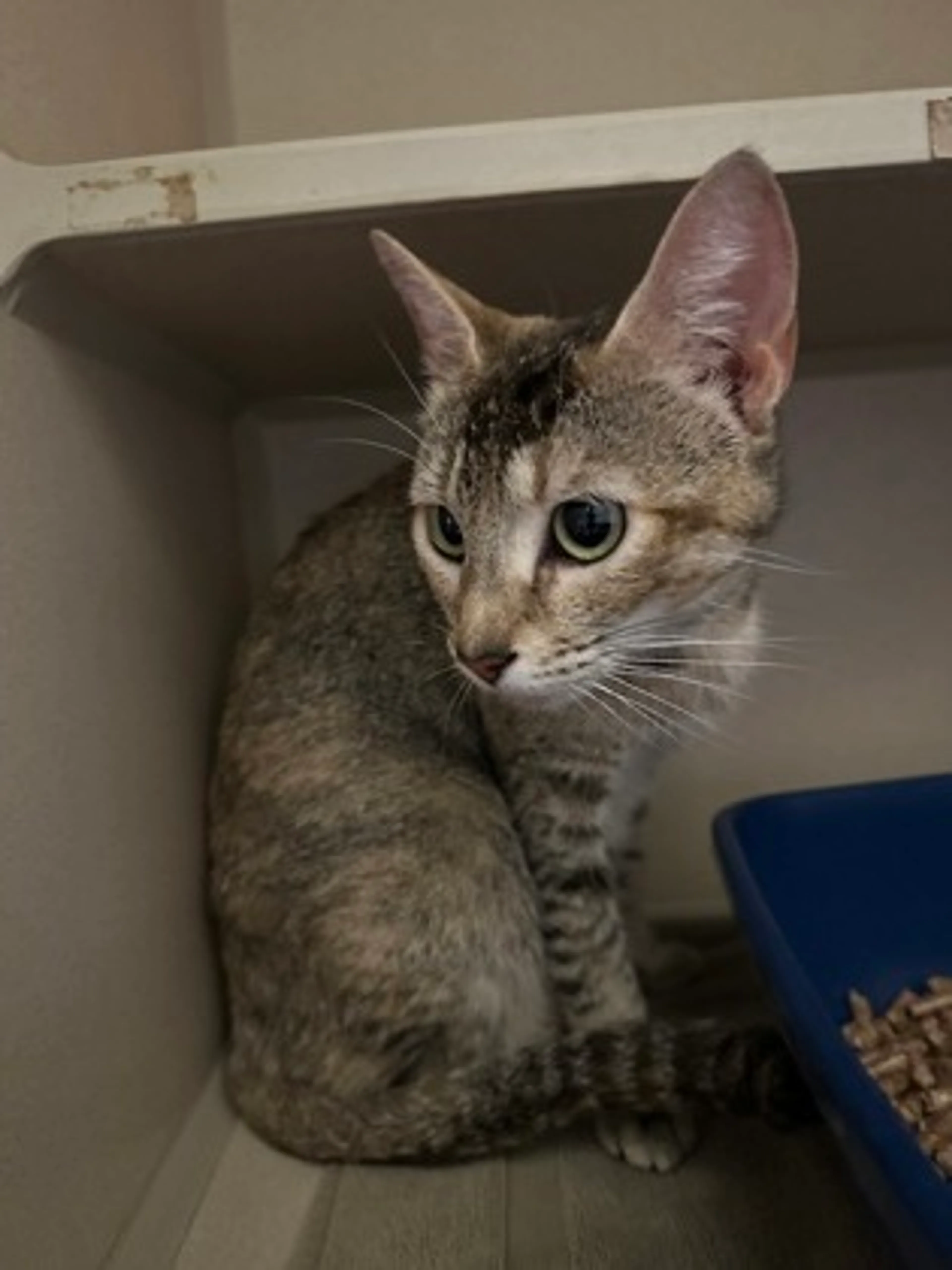 Found pet-1