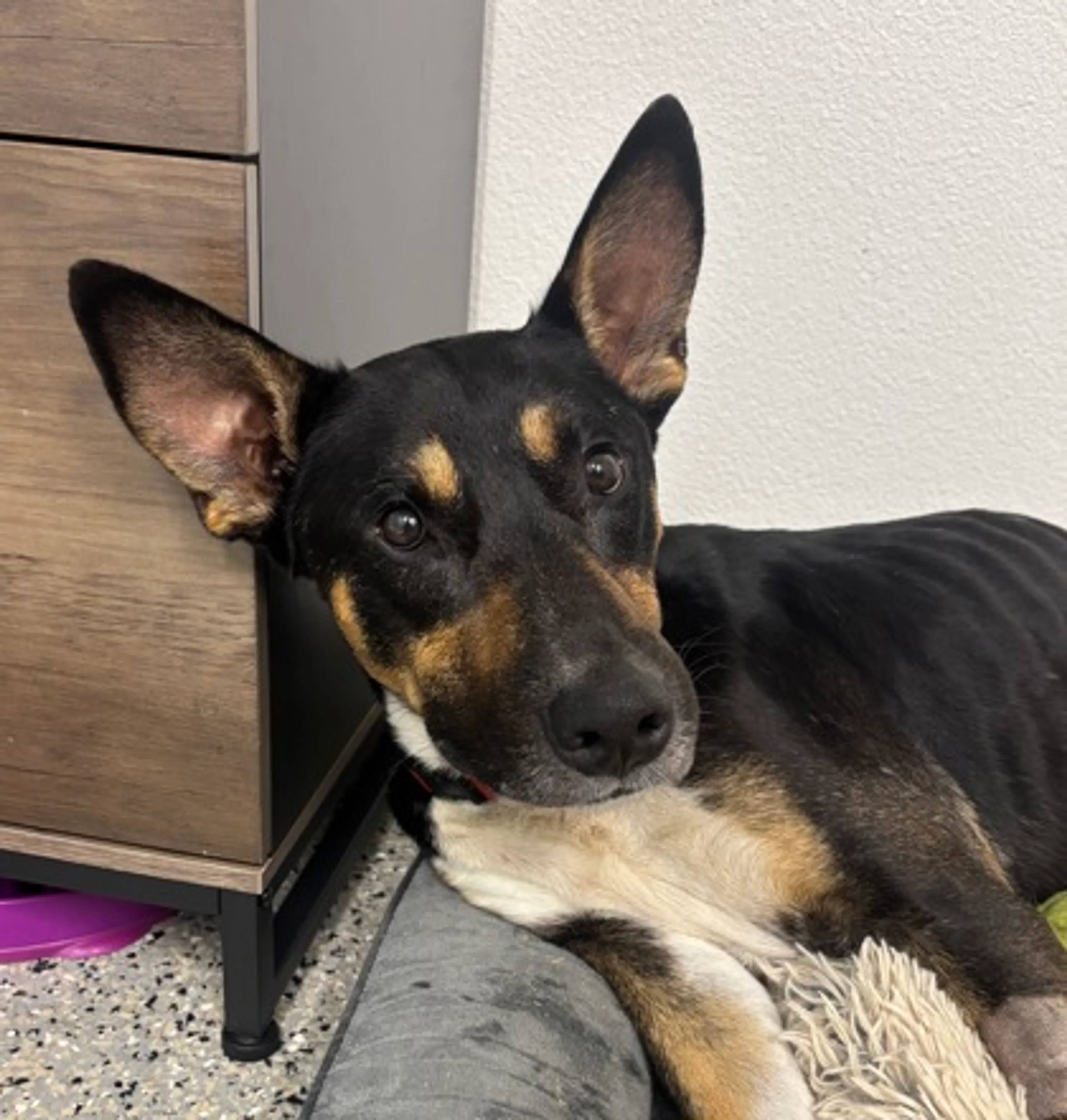 Found pet-2
