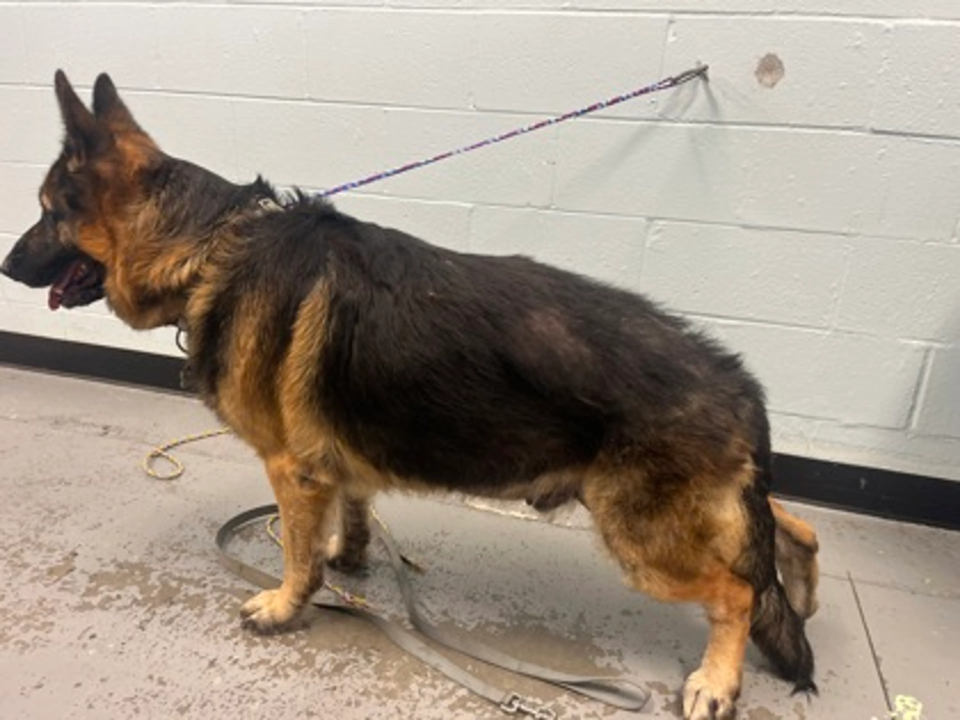 Found pet-2