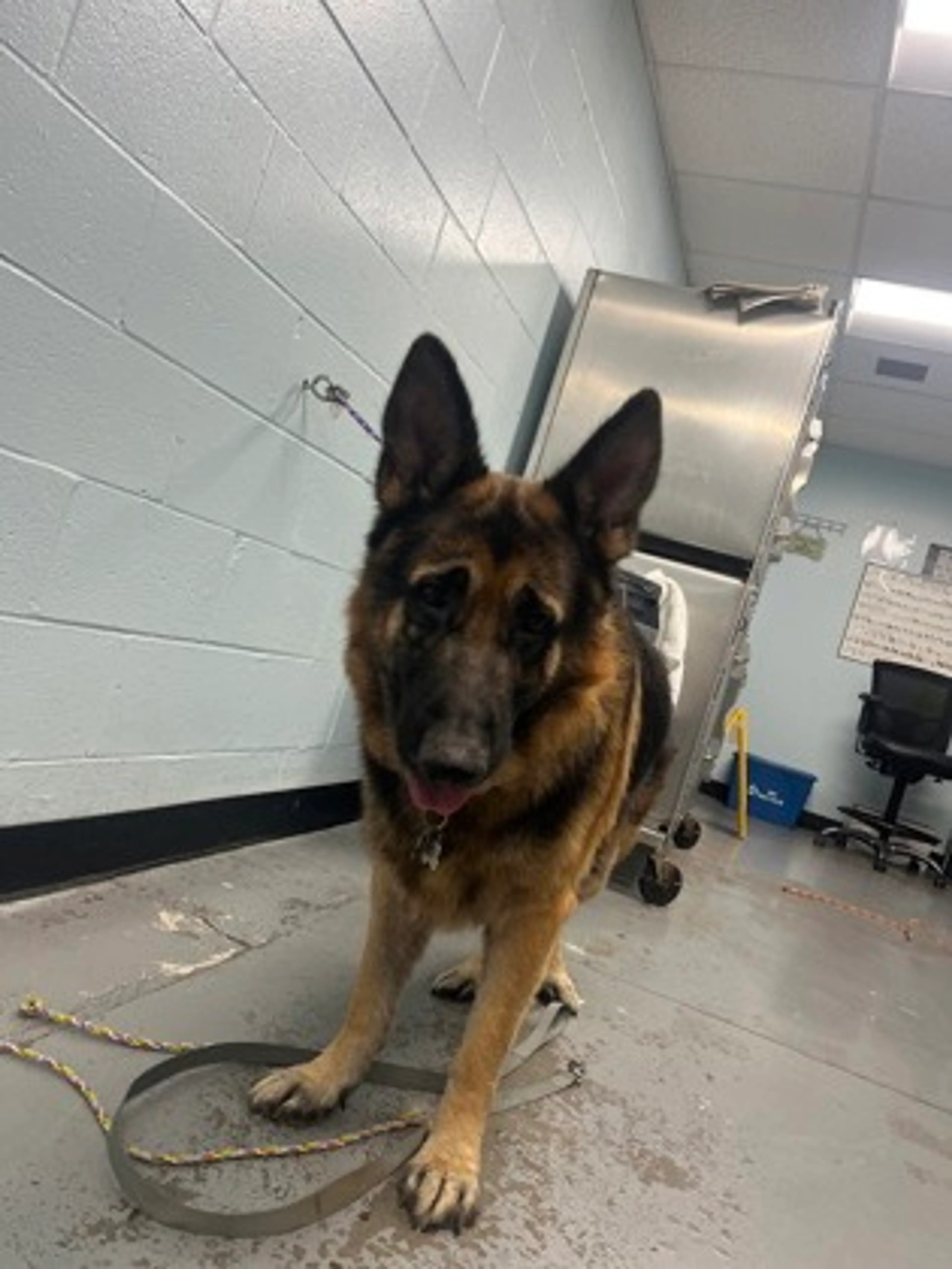 Found pet-1