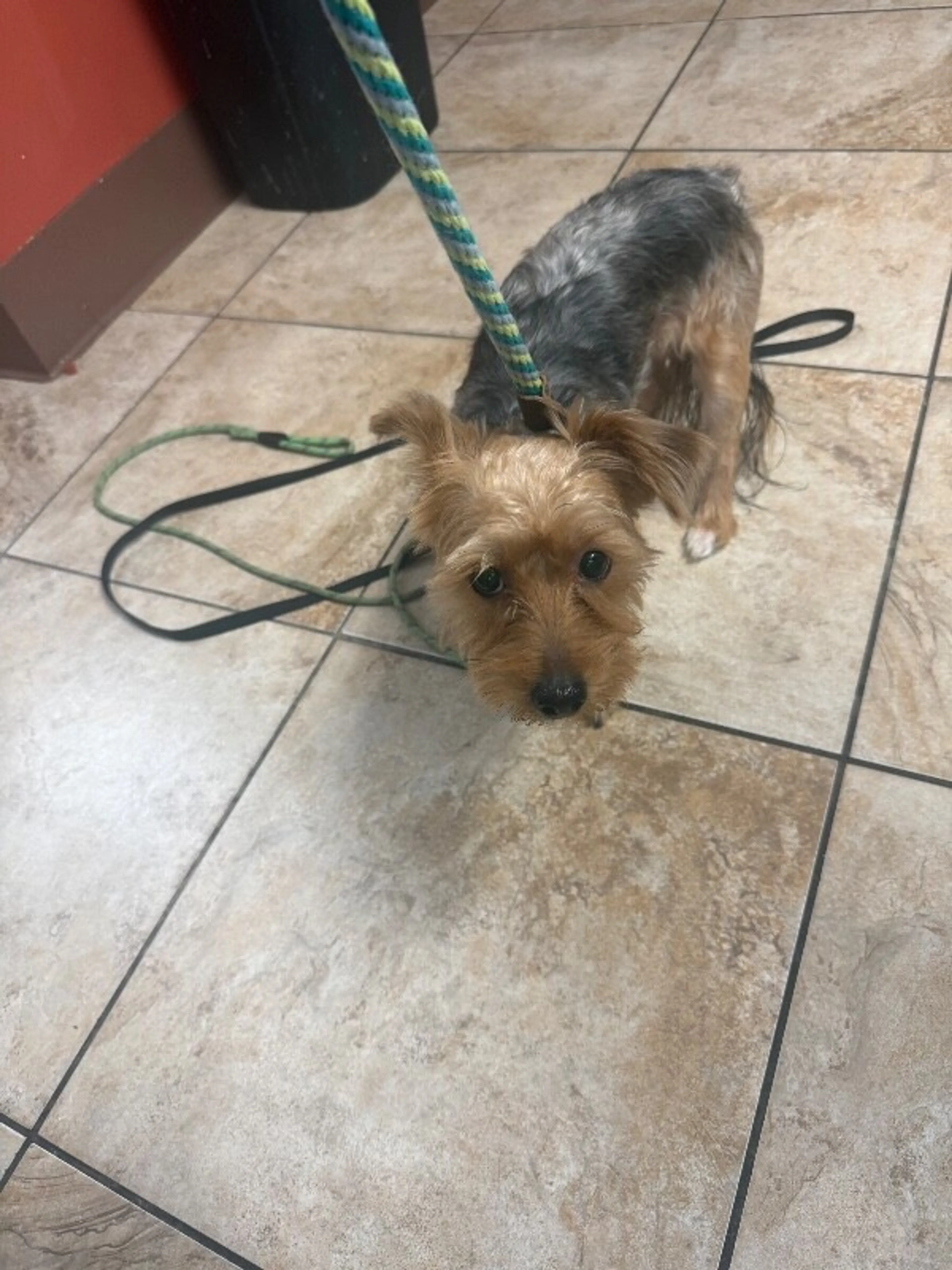 Found pet-1