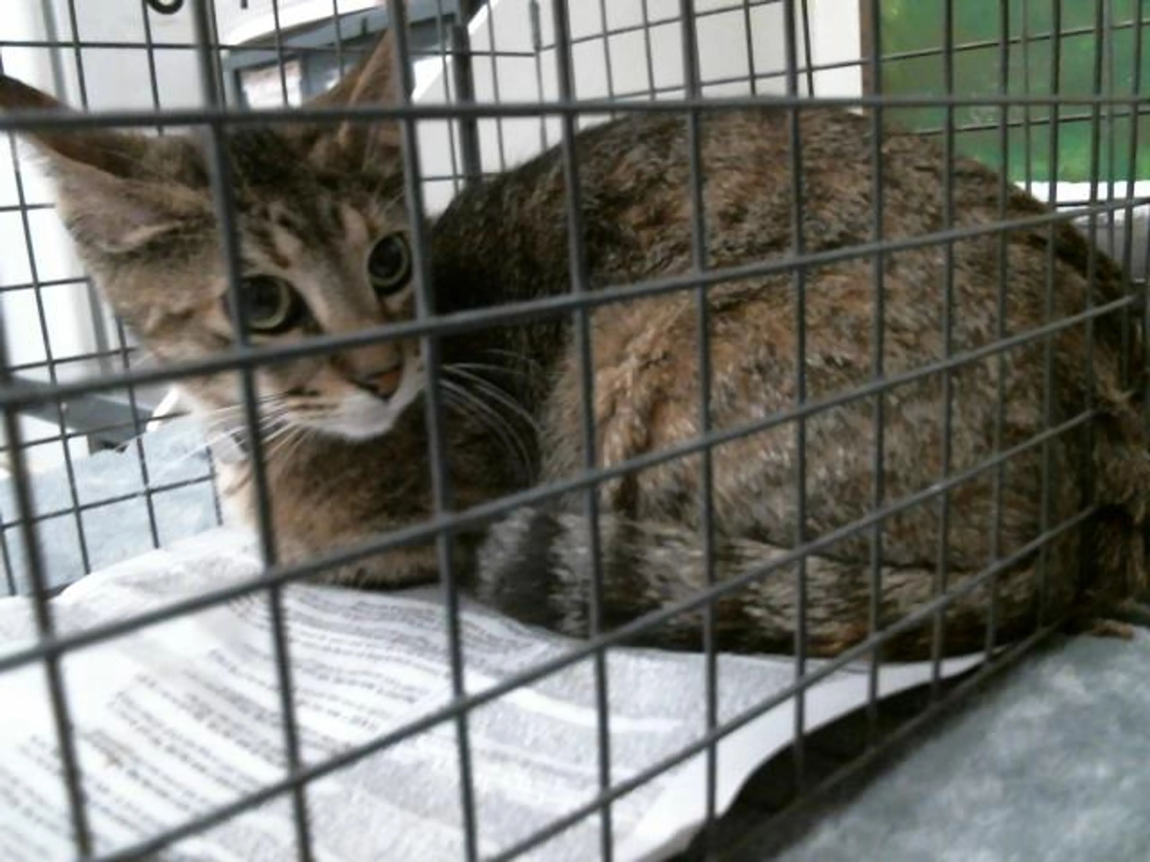 Found pet