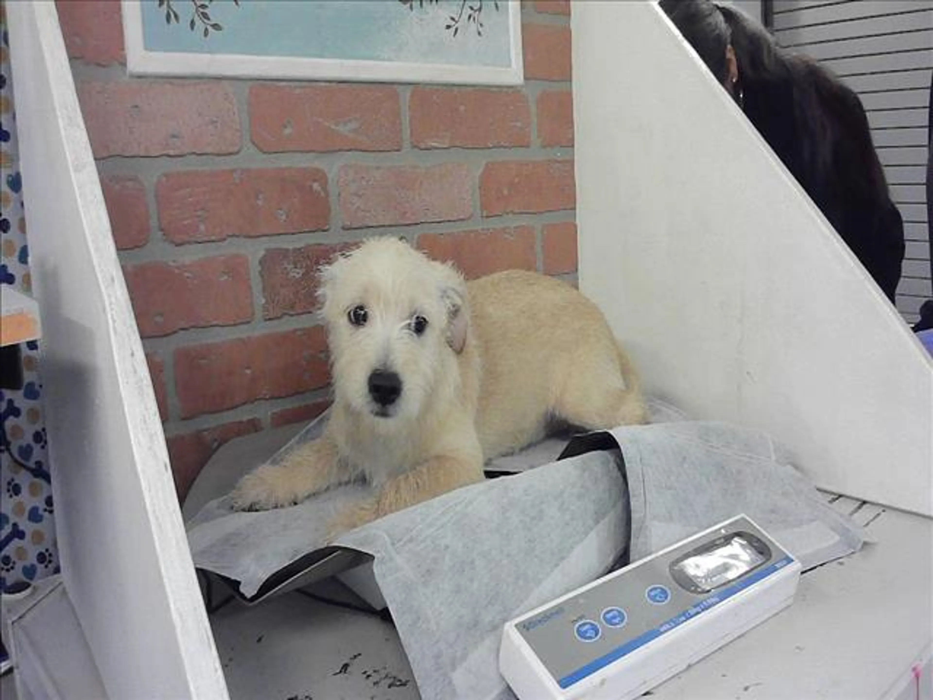 Found pet