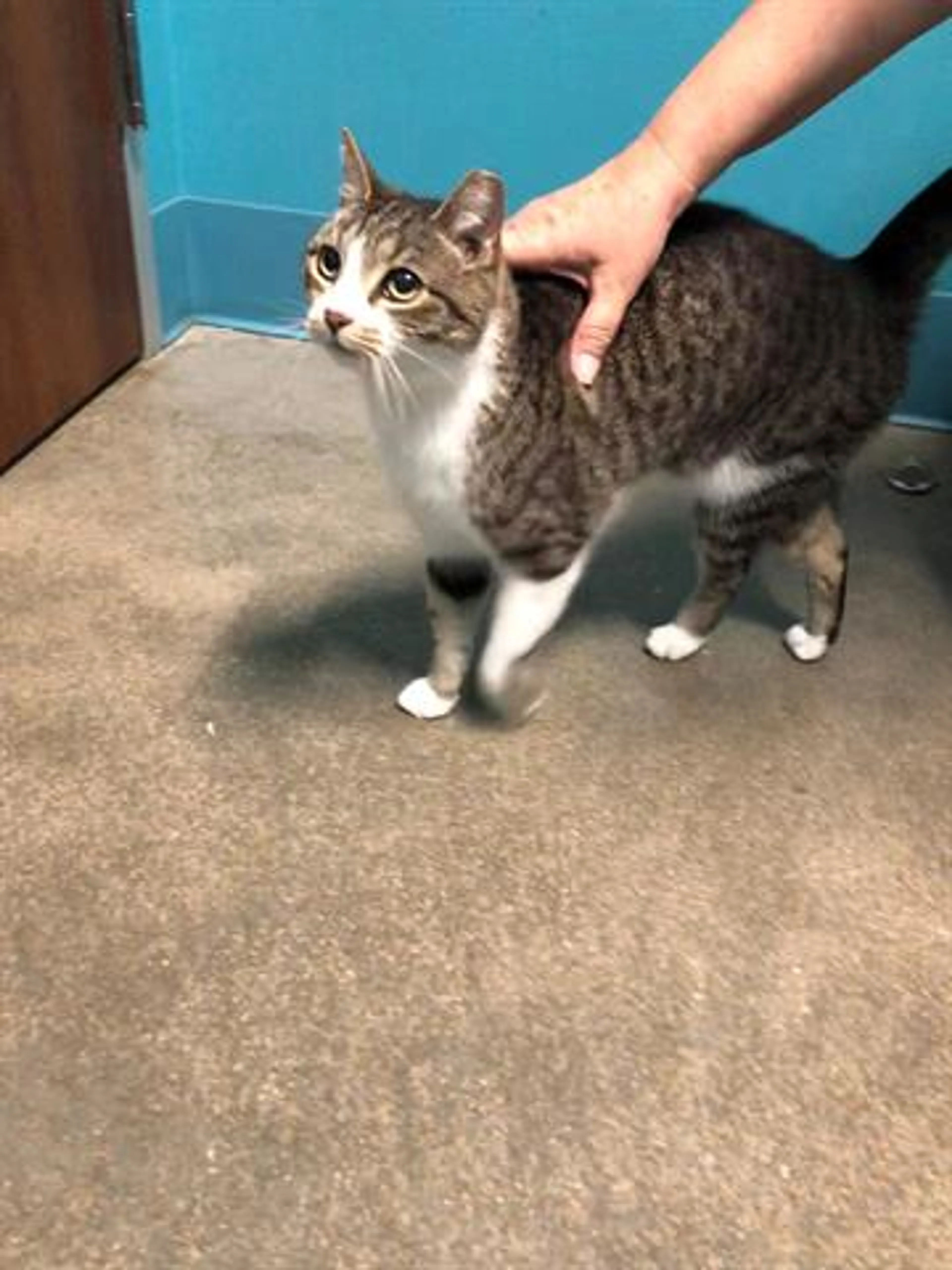 Found pet