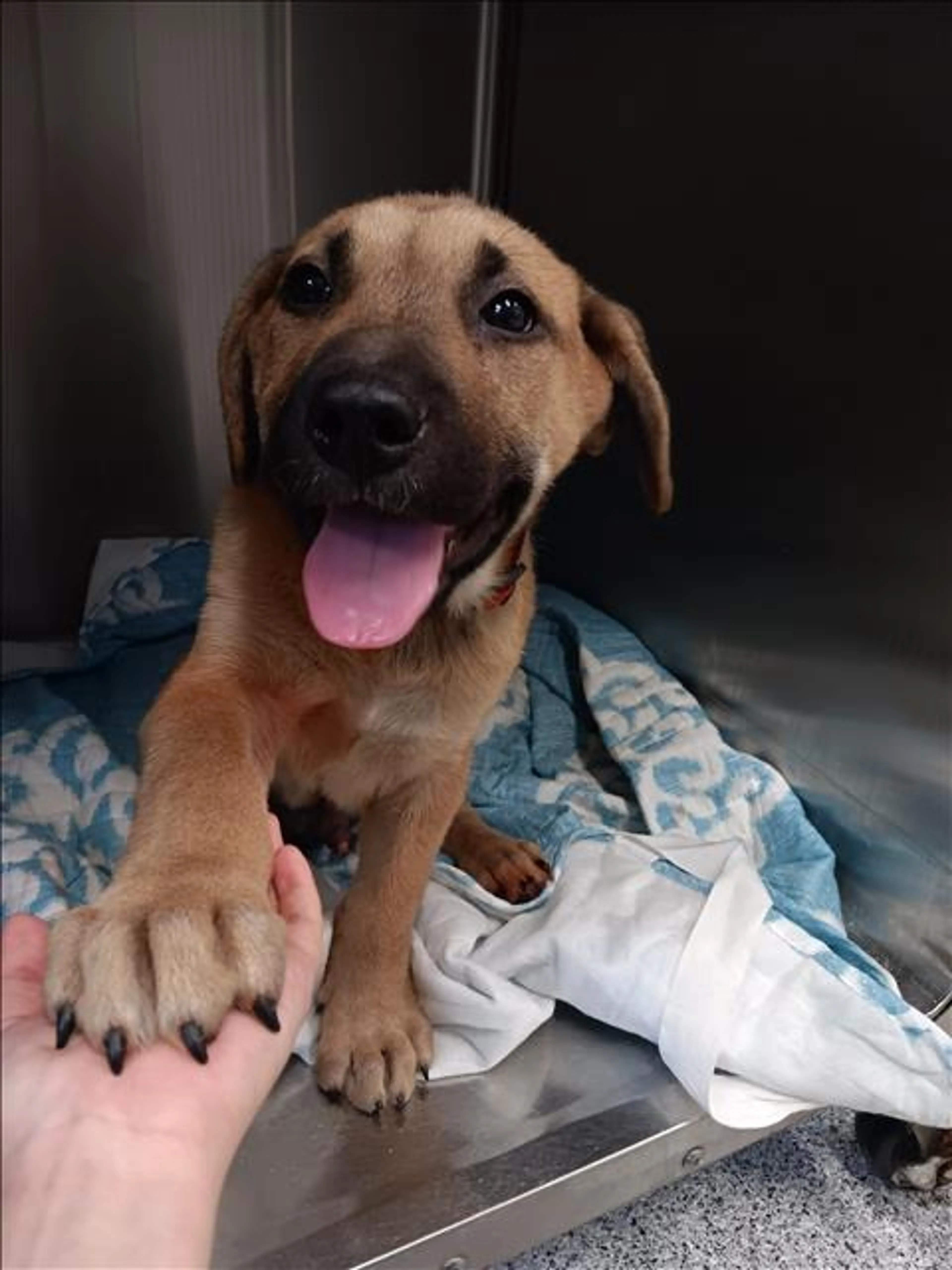Found pet