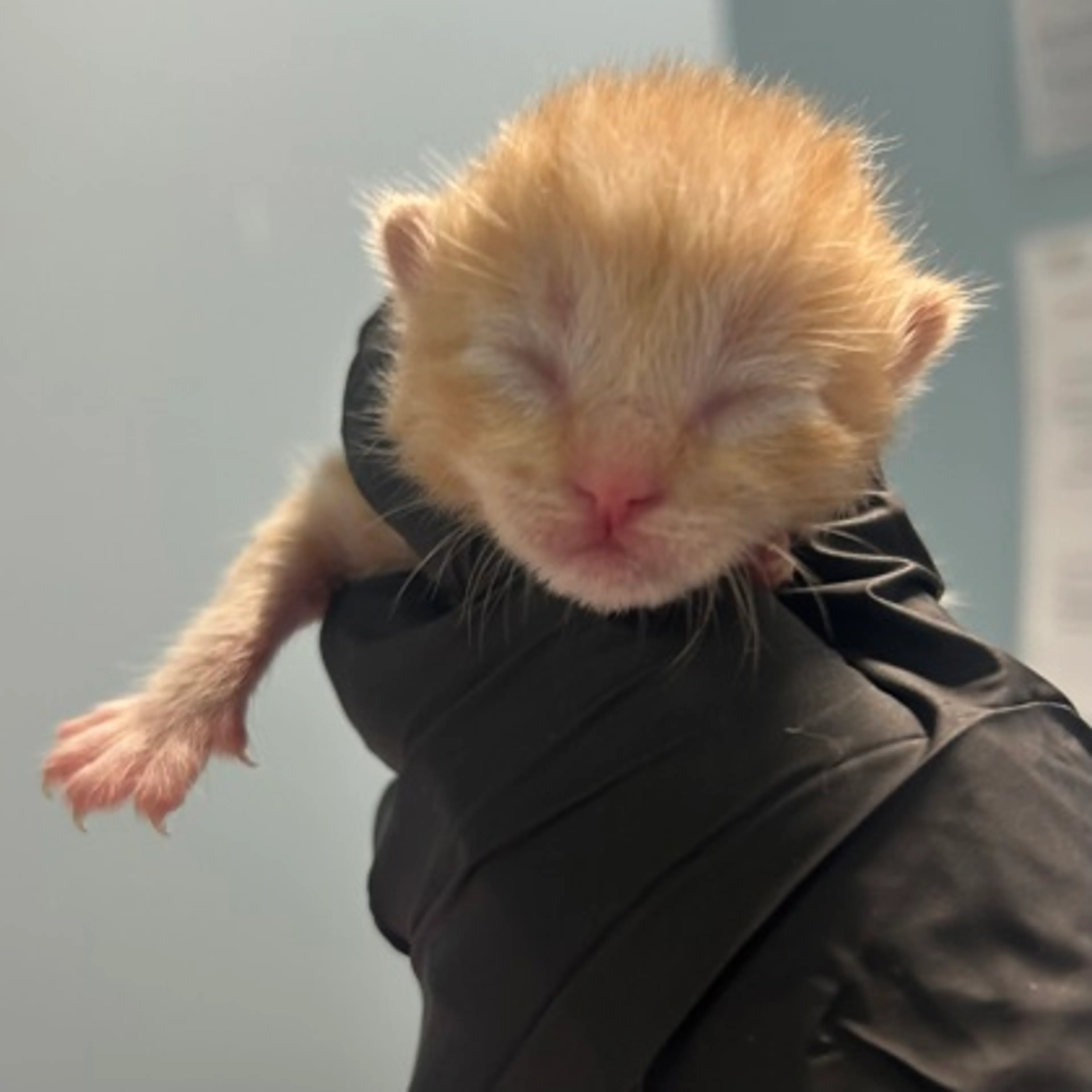 Found pet-2