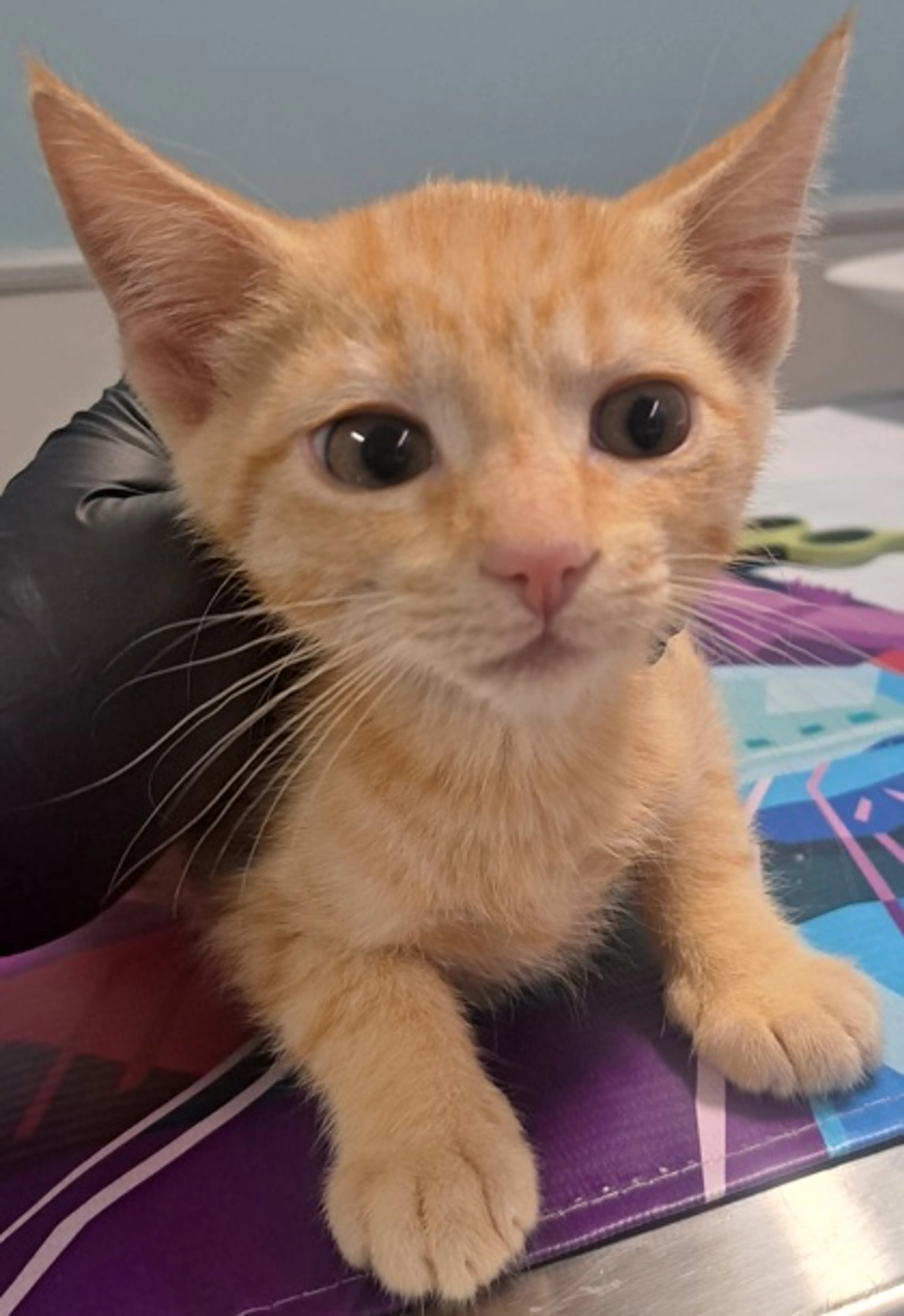 Found pet-0