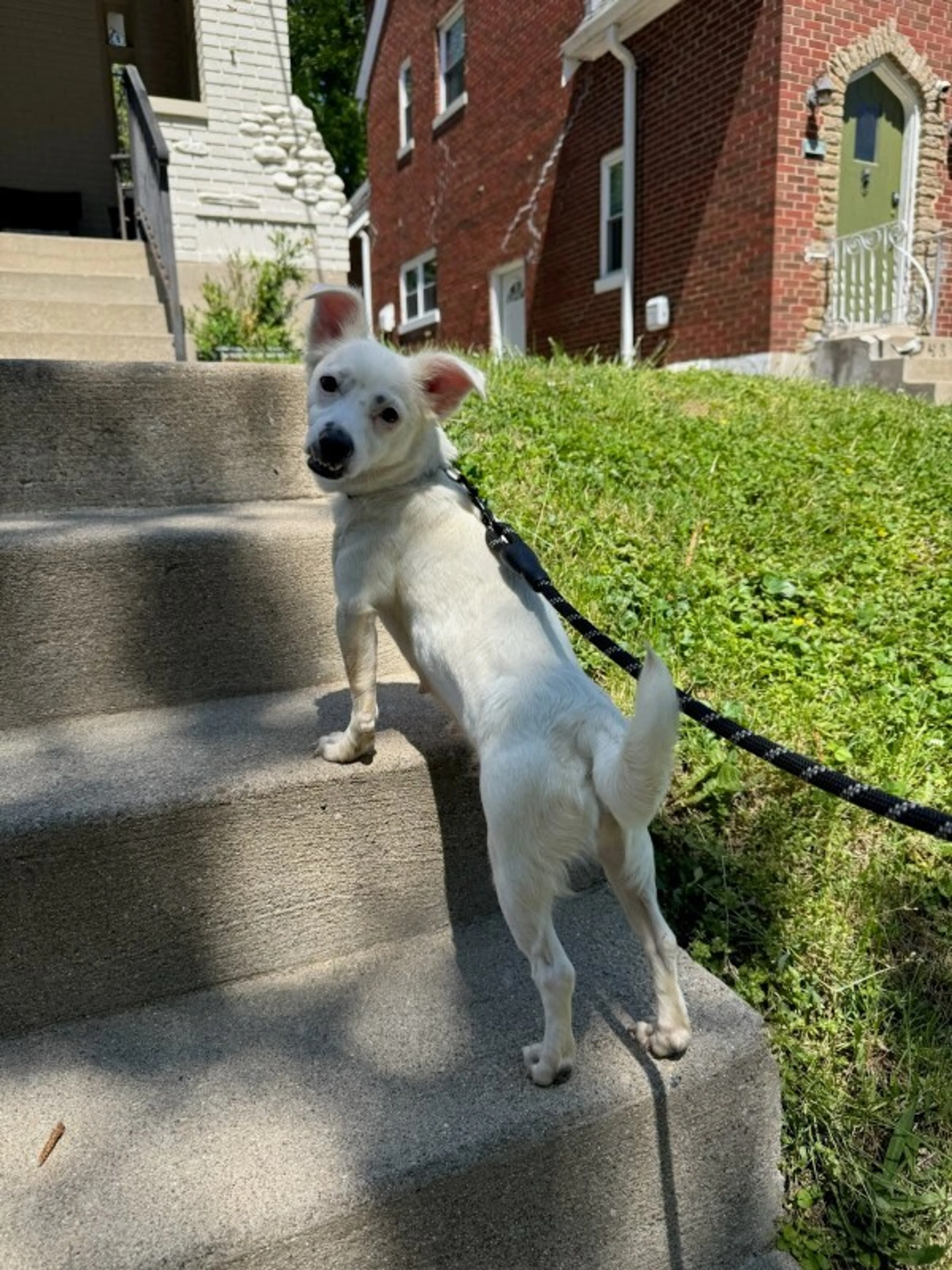 Found pet-3