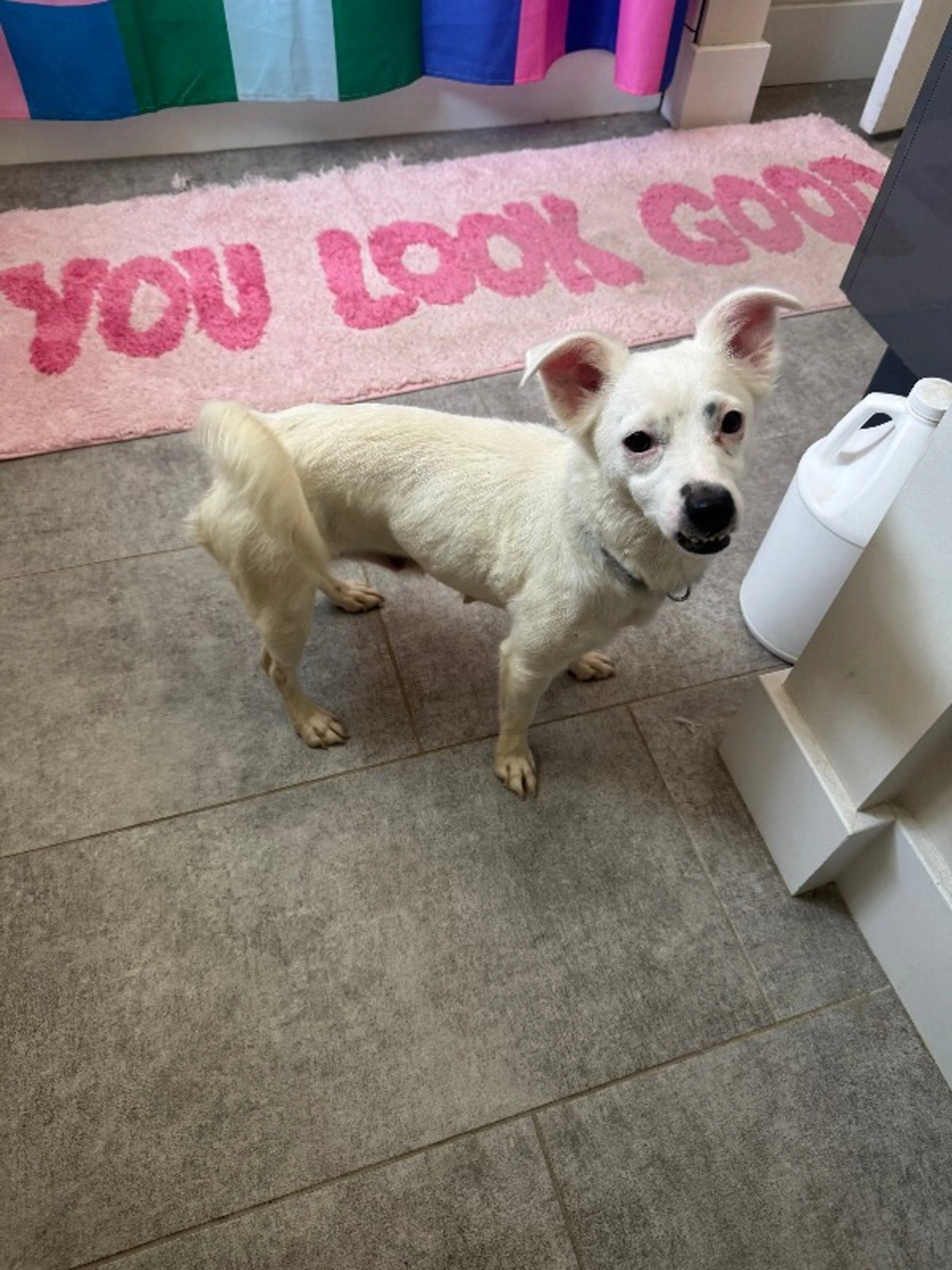 Found pet-0