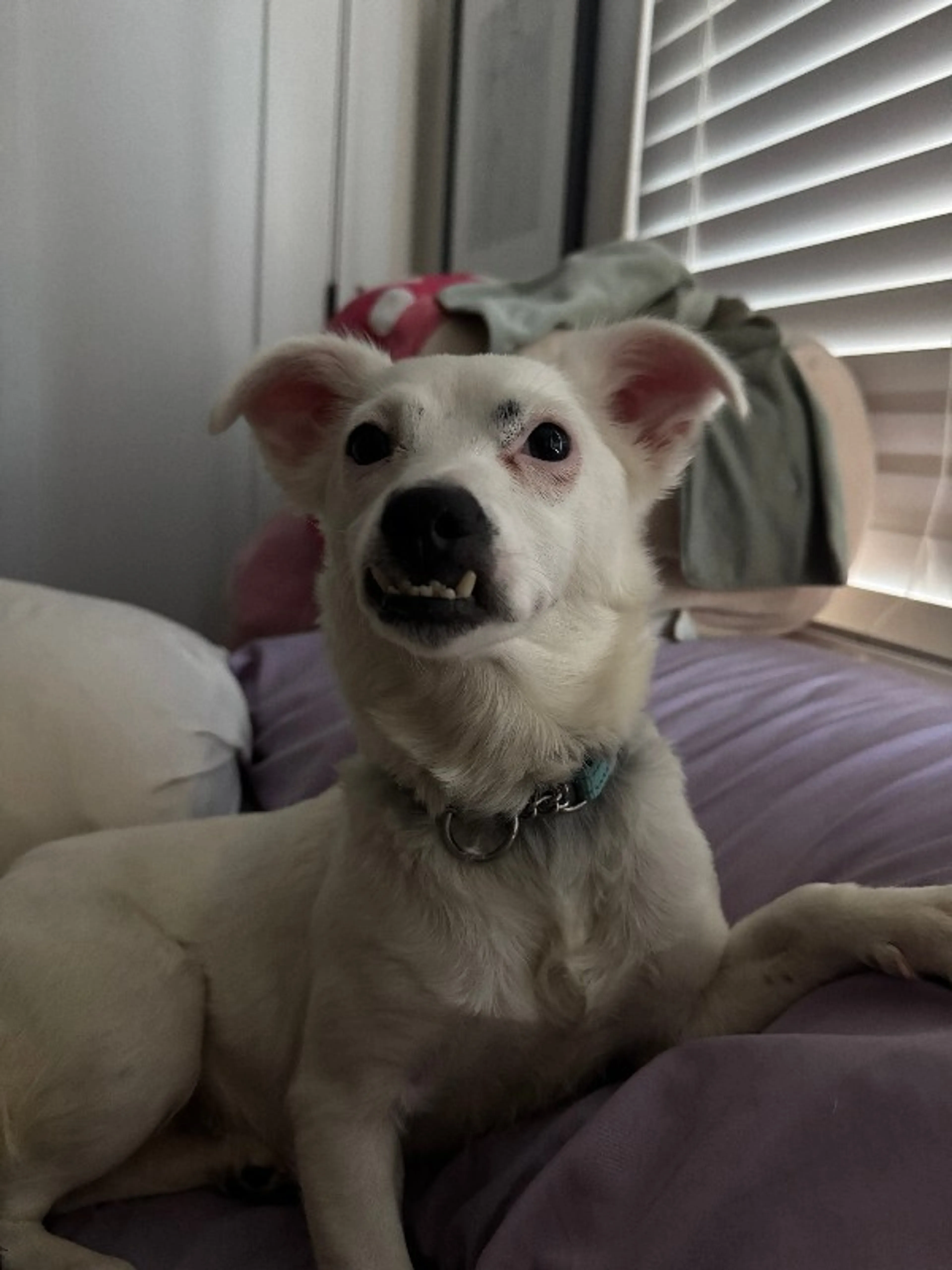Found pet-5