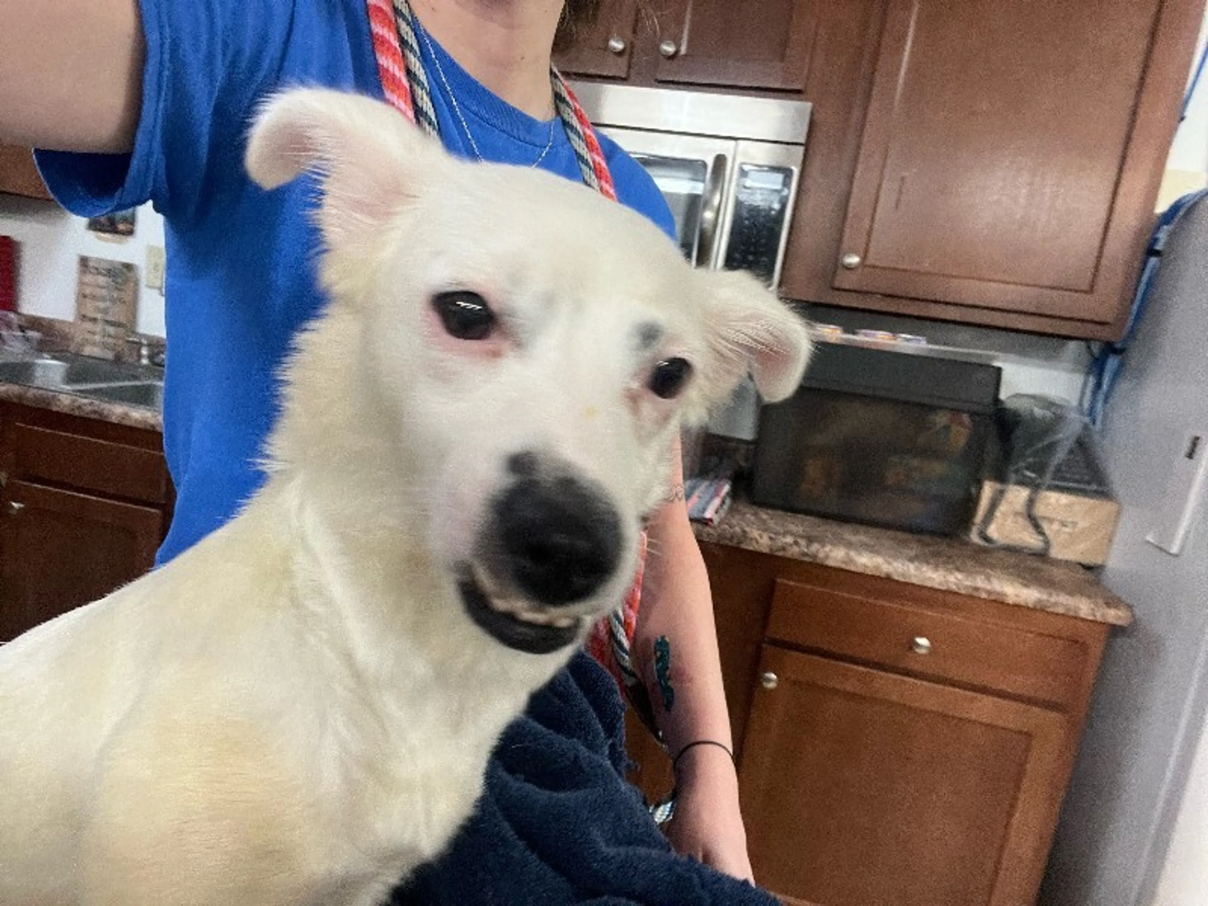 Found pet-4