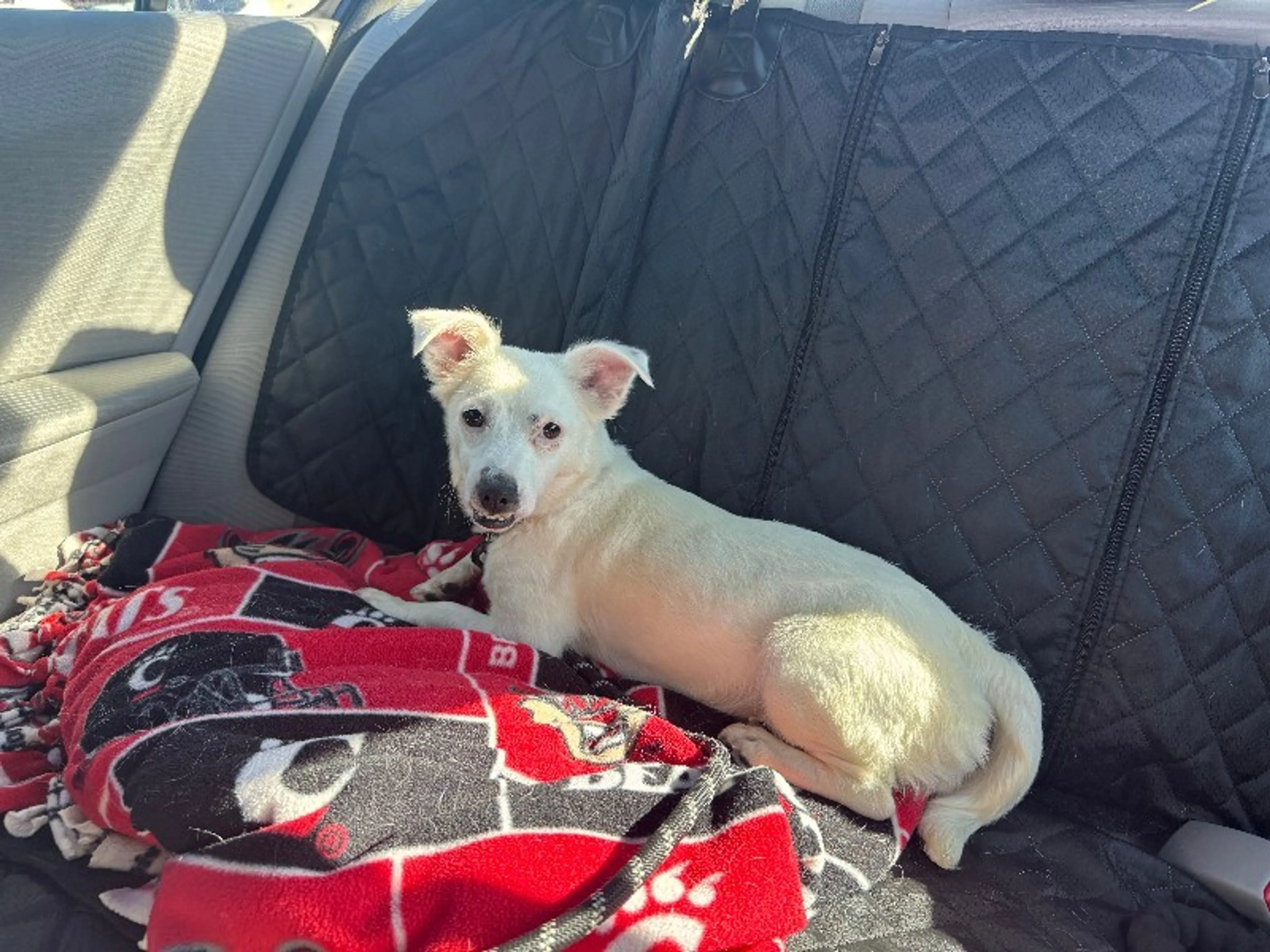 Found pet-1