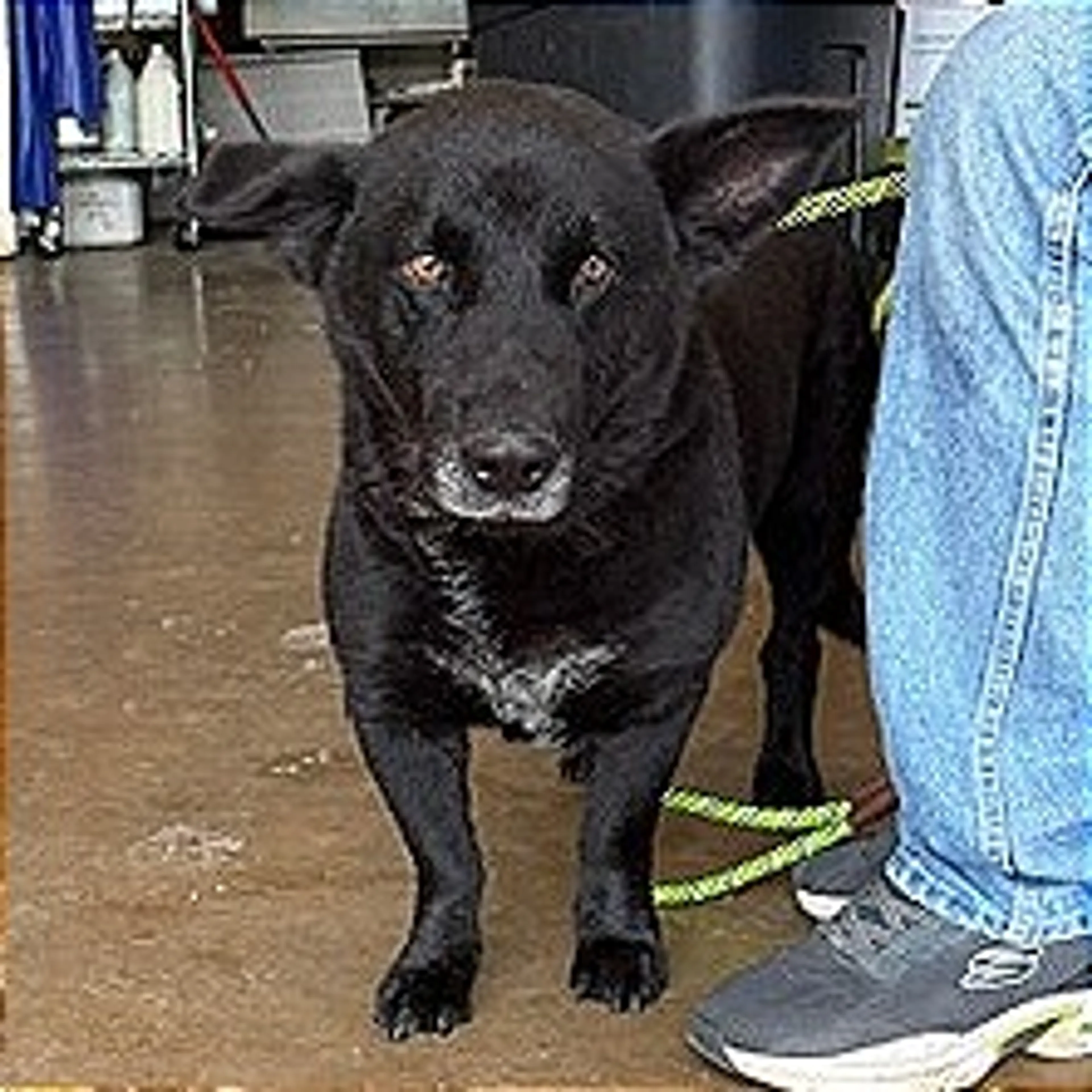 Found pet-2
