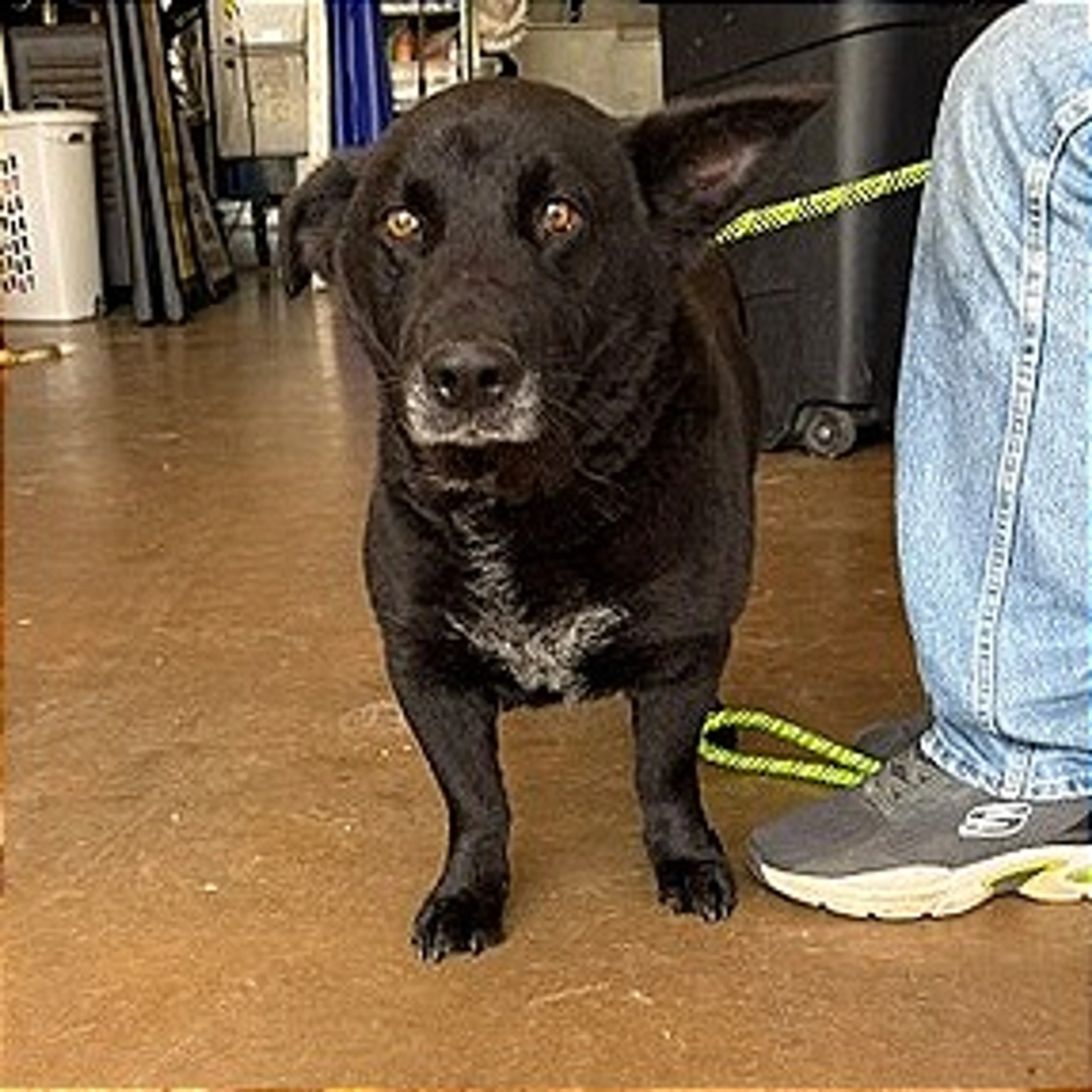Found pet-3