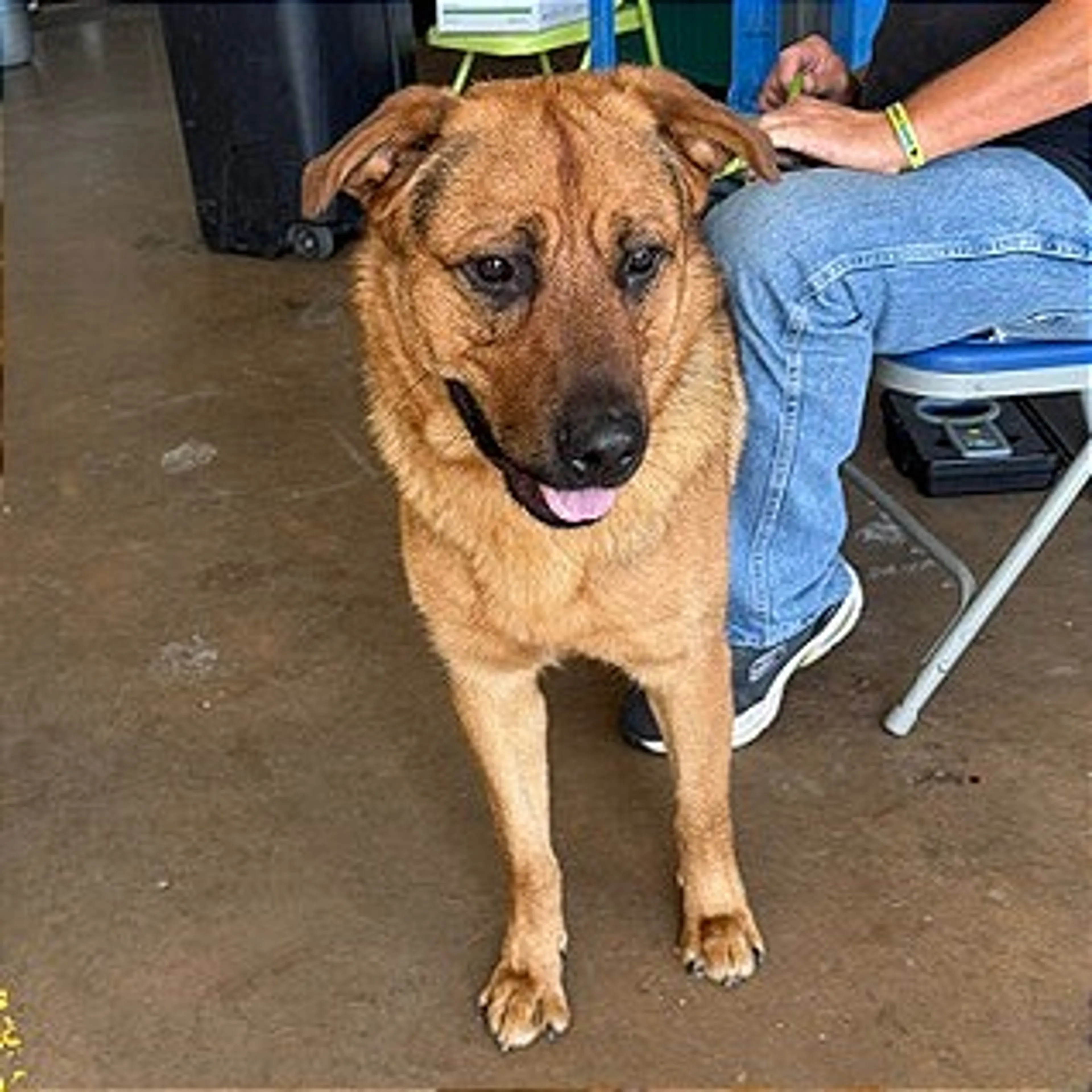 Found pet-3