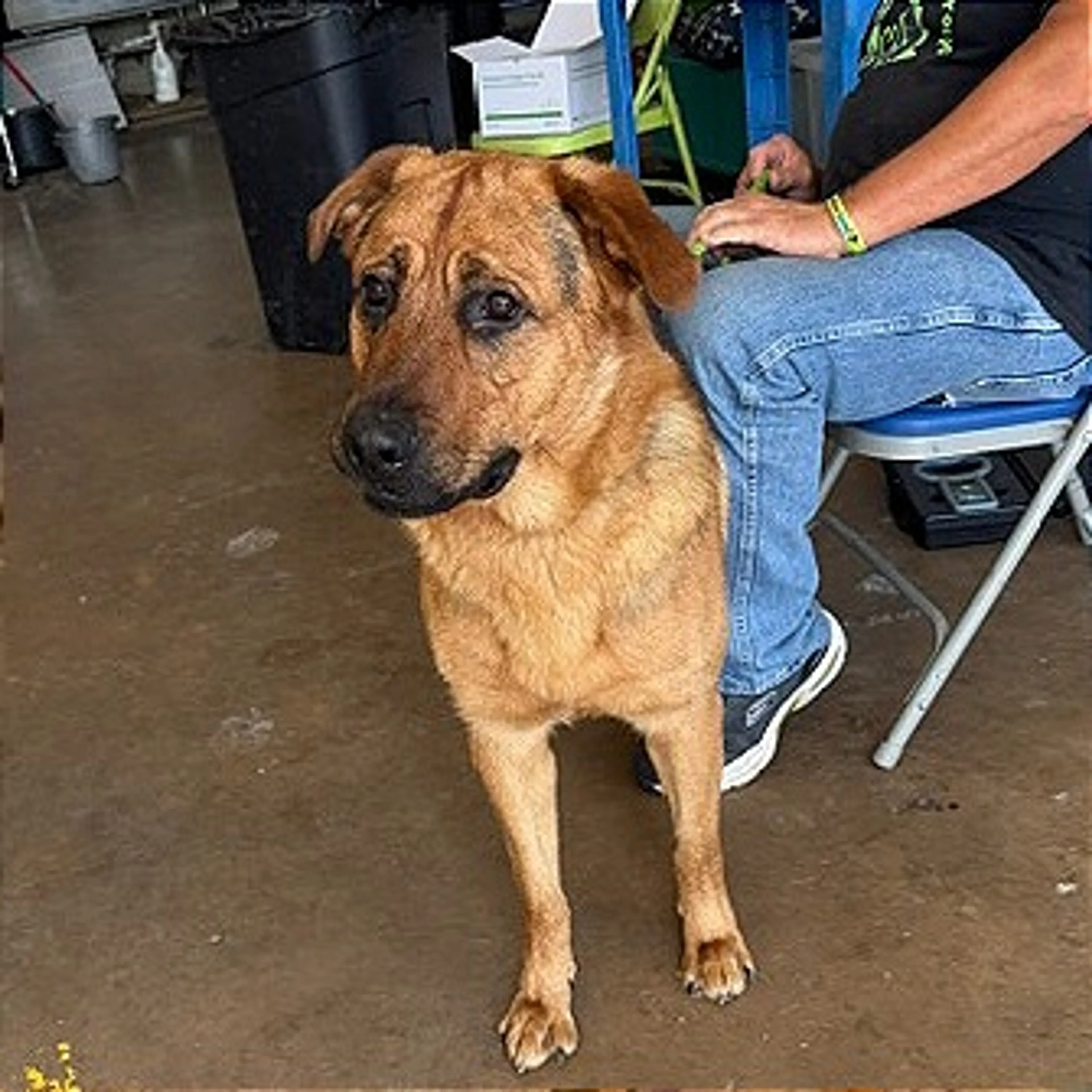Found pet-2
