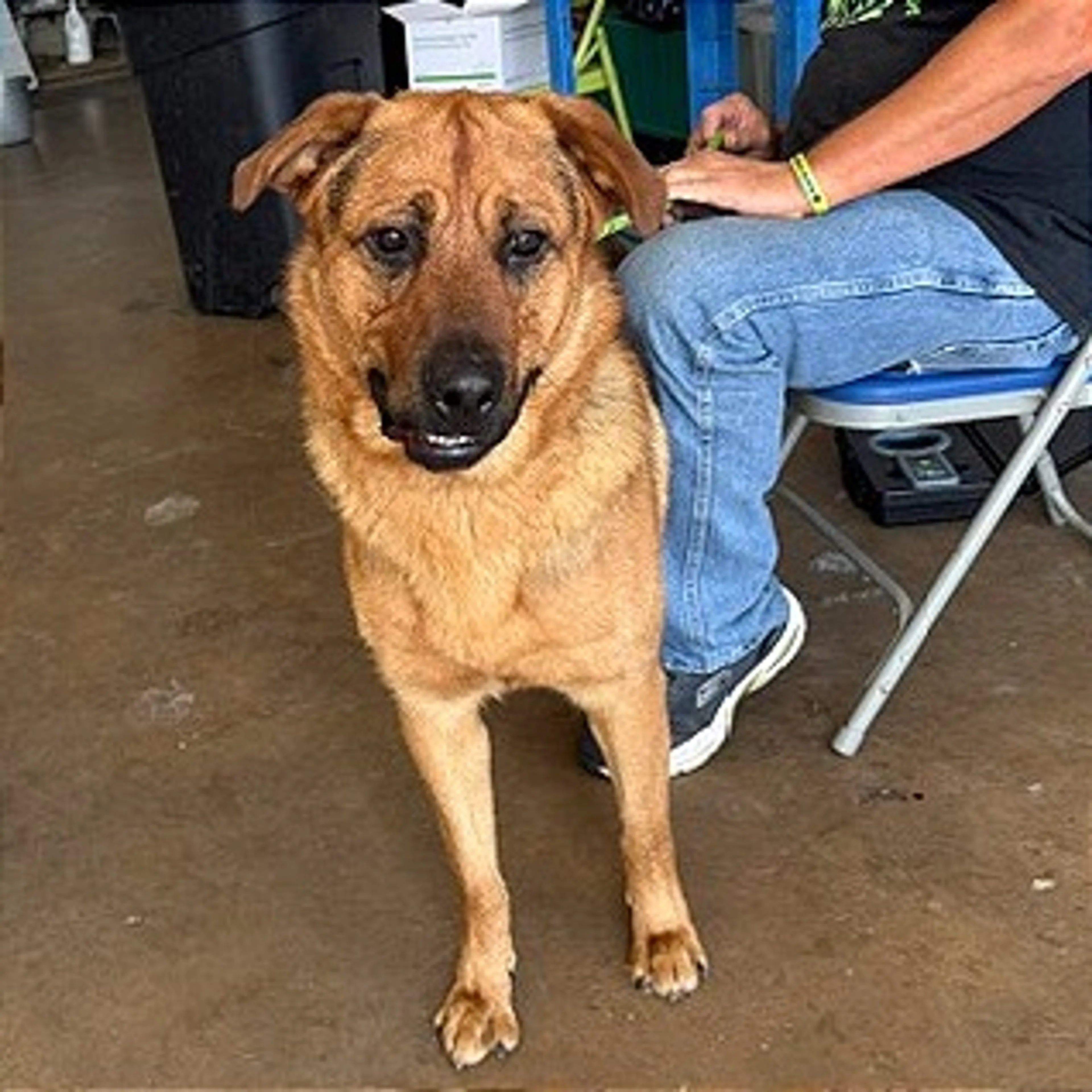 Found pet-1