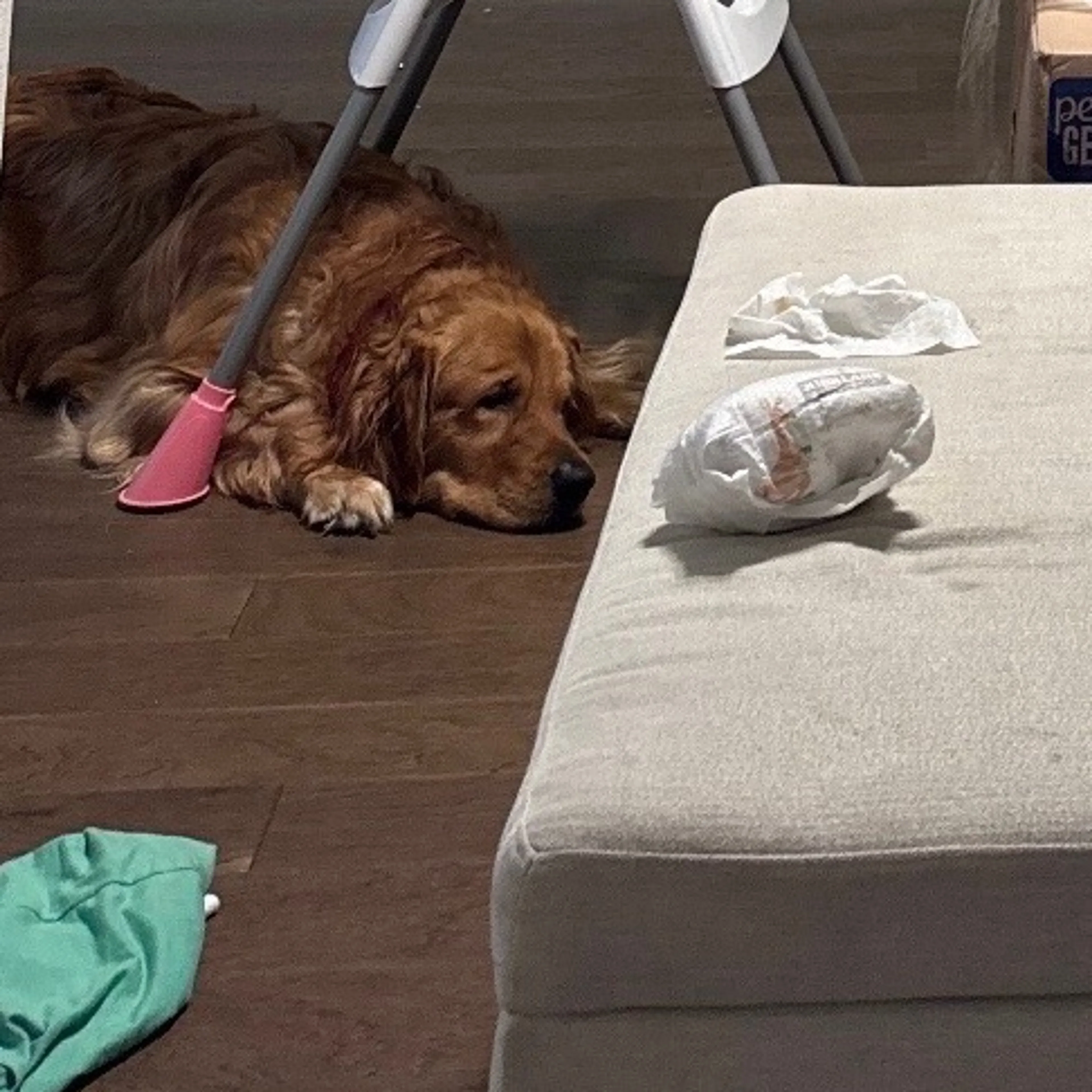 Lost pet